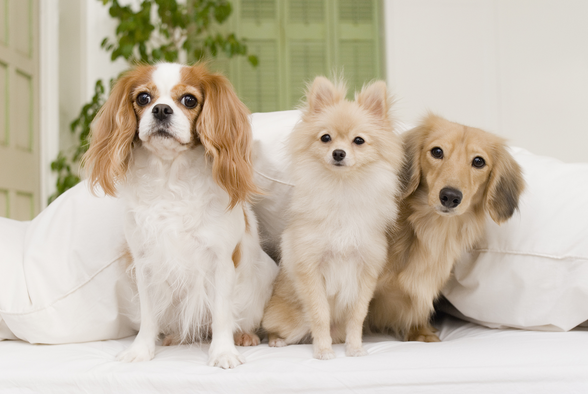 写一篇如何选择适合自己的萌宠？