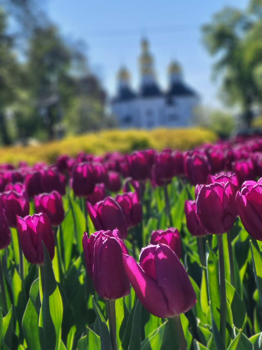 请写一篇描写春天学校花坛美丽景色的不超过250字的短文