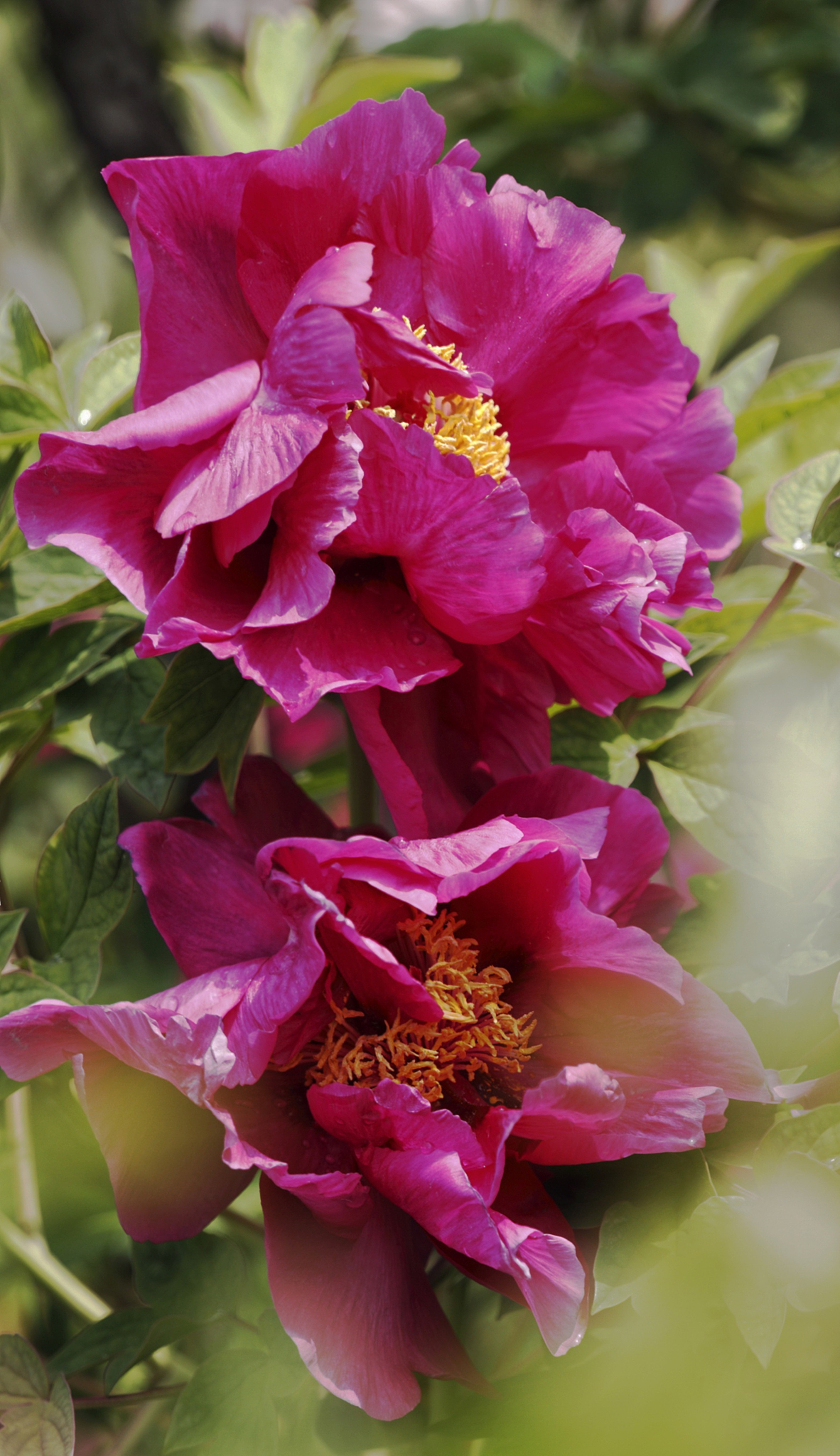 牡丹育种与加工产品：从国花到茶香精油