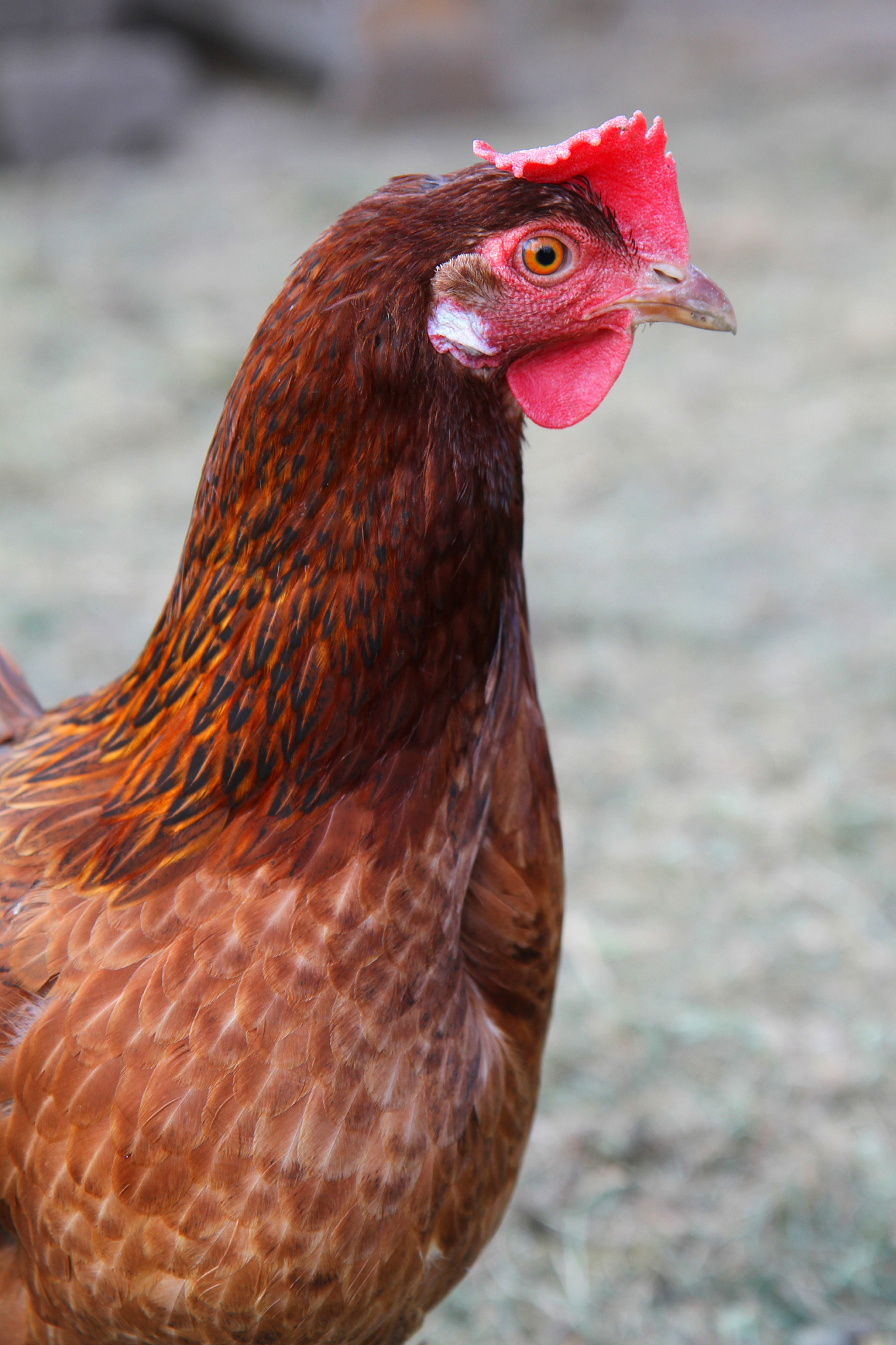 chicken