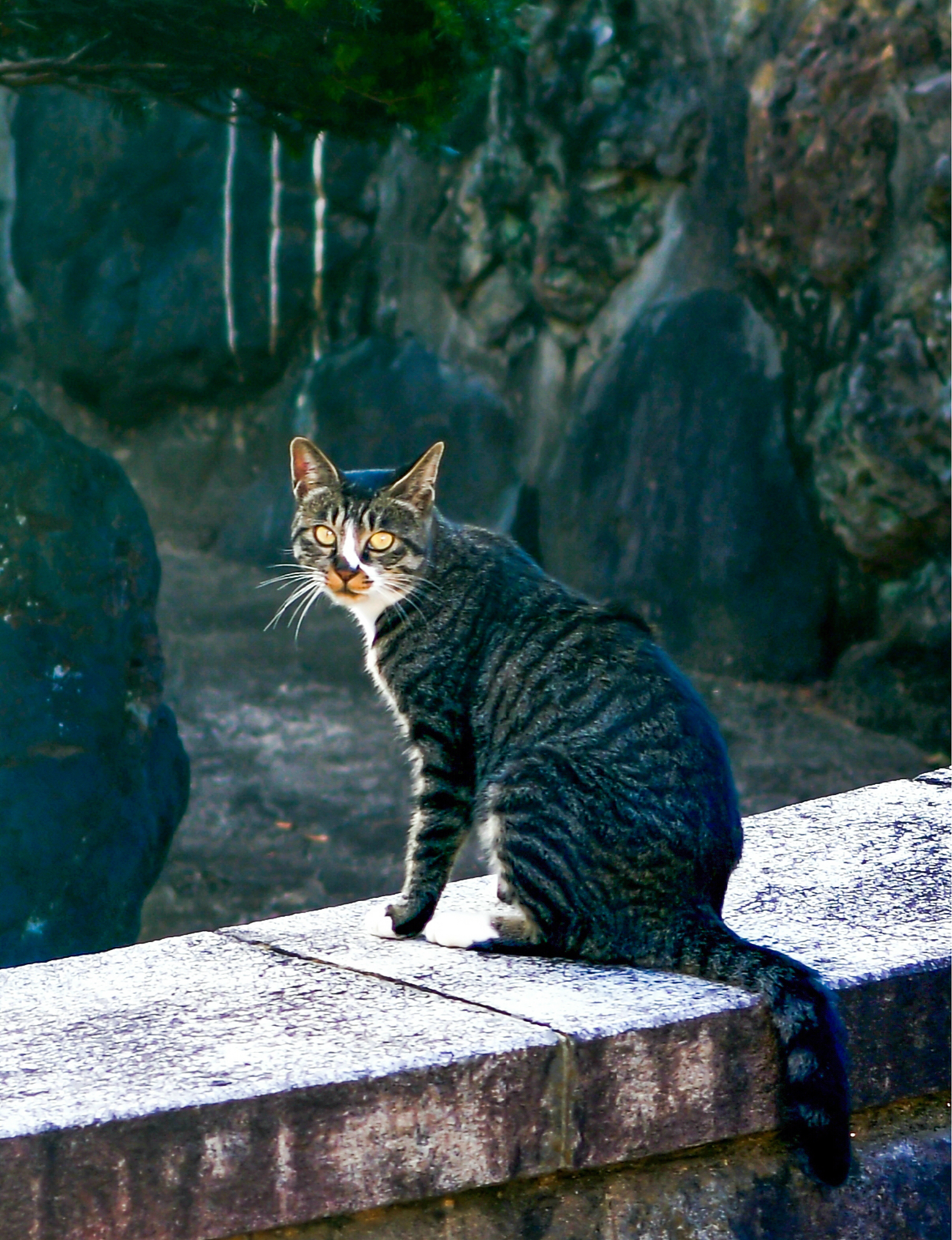 北京景山御猫传说：雪眉和狮猫的故事