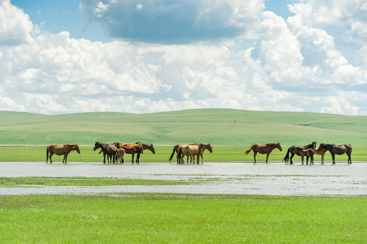 帮我做一个三天两晚的内蒙古到呼伦贝尔大草原的行程
