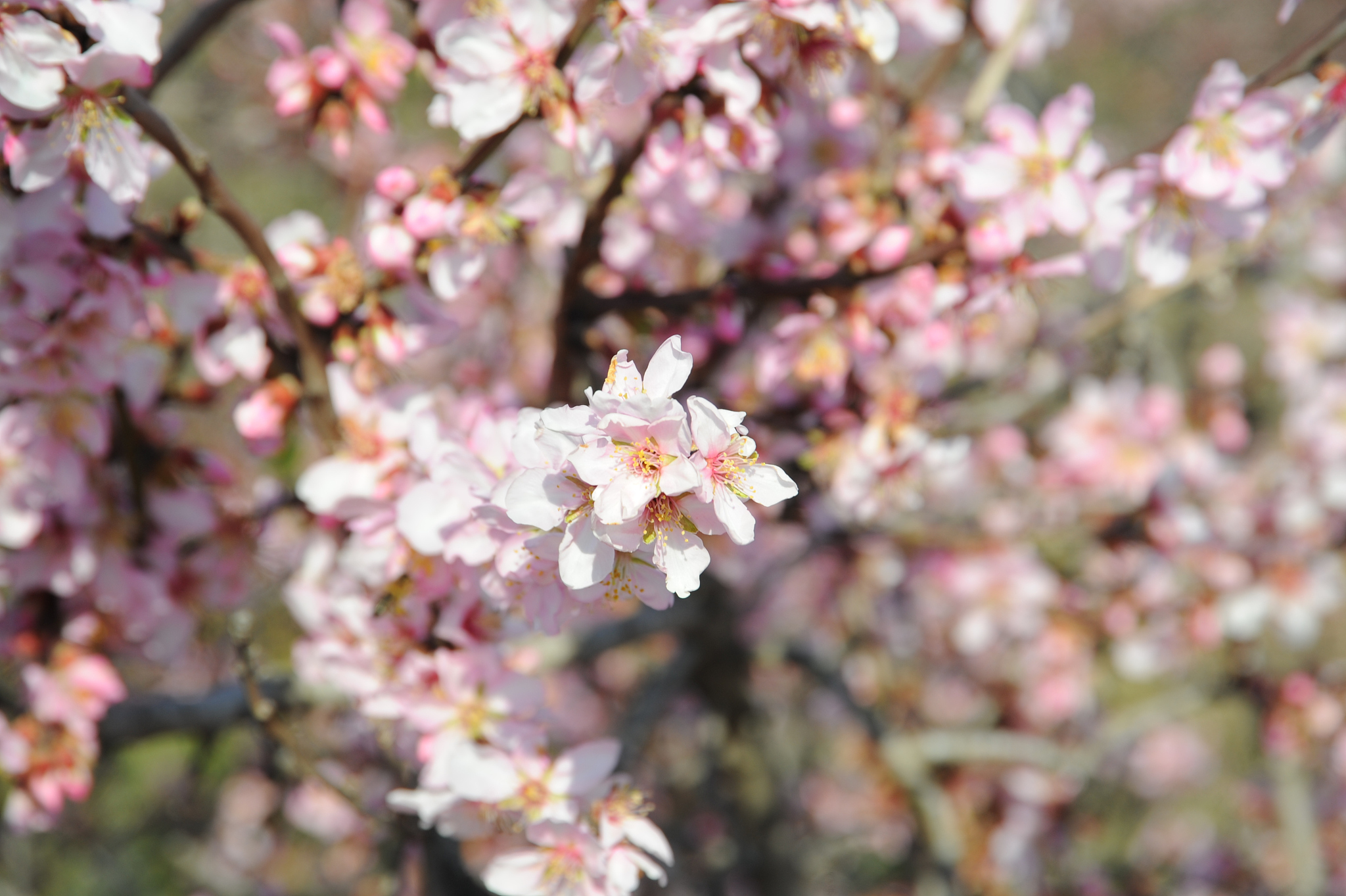 mandelblüte in spanien