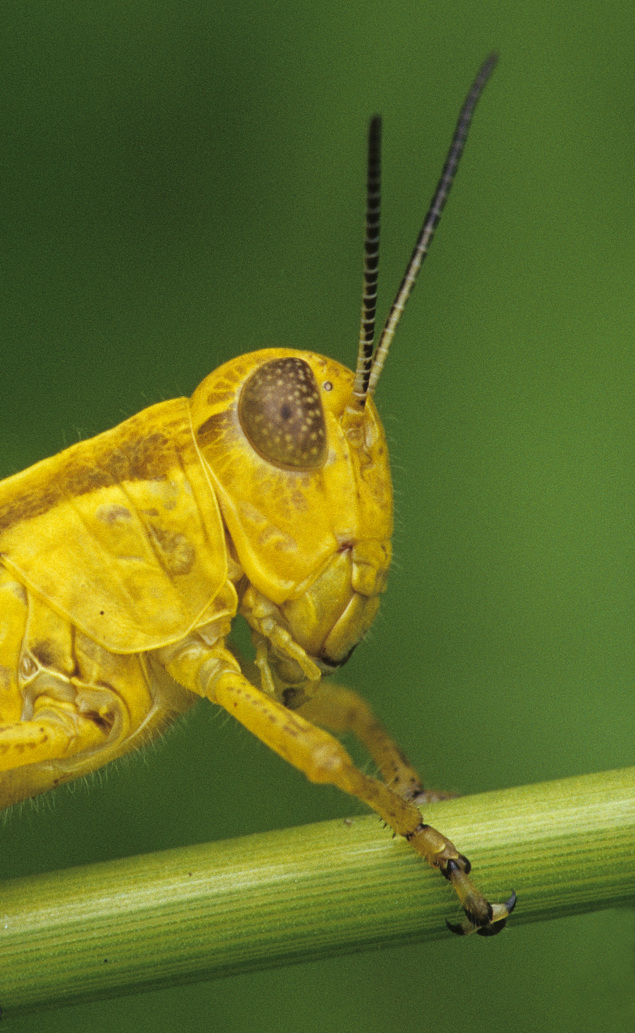 close-up of a grasshopper head showing the compound eye and ante