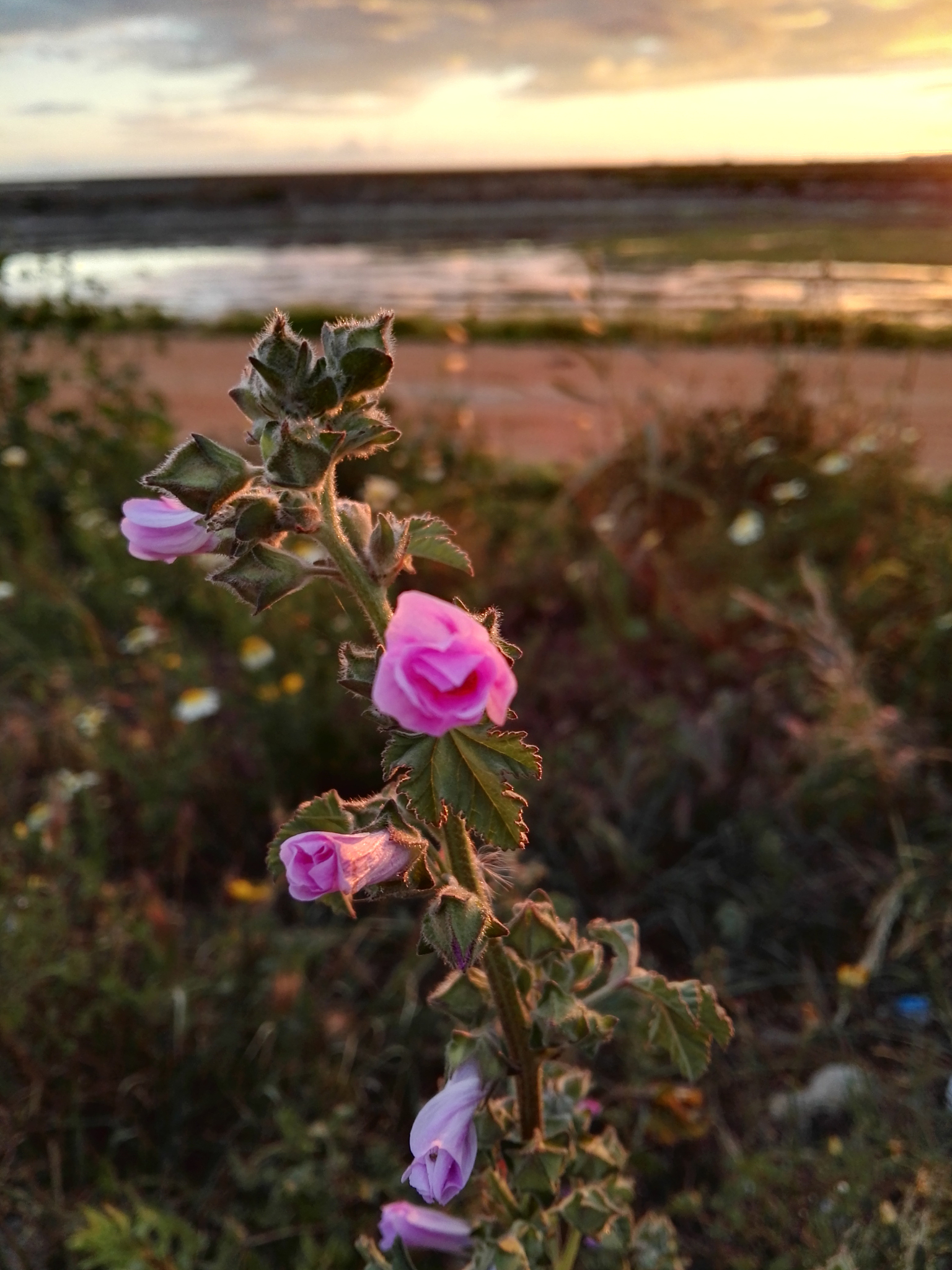 花枯萎怎么安慰