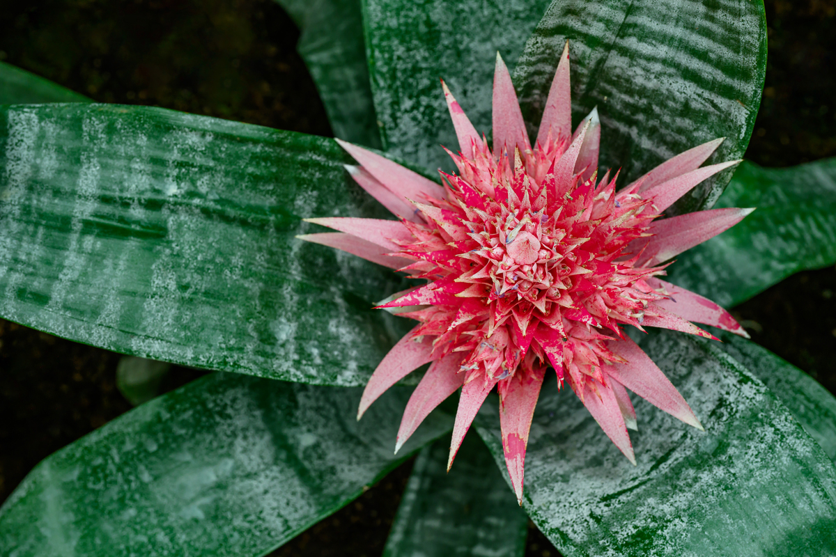 火龙果花朵图片及介绍：白色、粉红色、红色，钟形或漏斗状