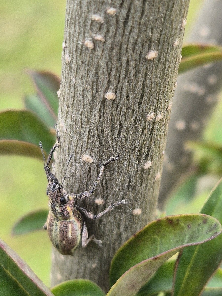 耐低湿松毛虫赤眼蜂防治苹果蠹蛾研究：寄生适应性和最佳放蜂方案