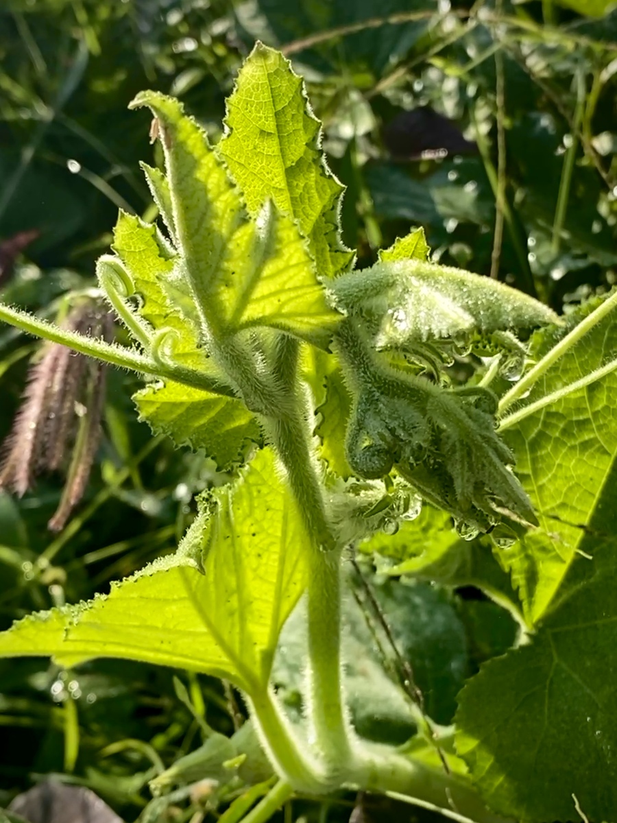 南瓜茎叶的功效与作用：营养丰富，助你健康生活