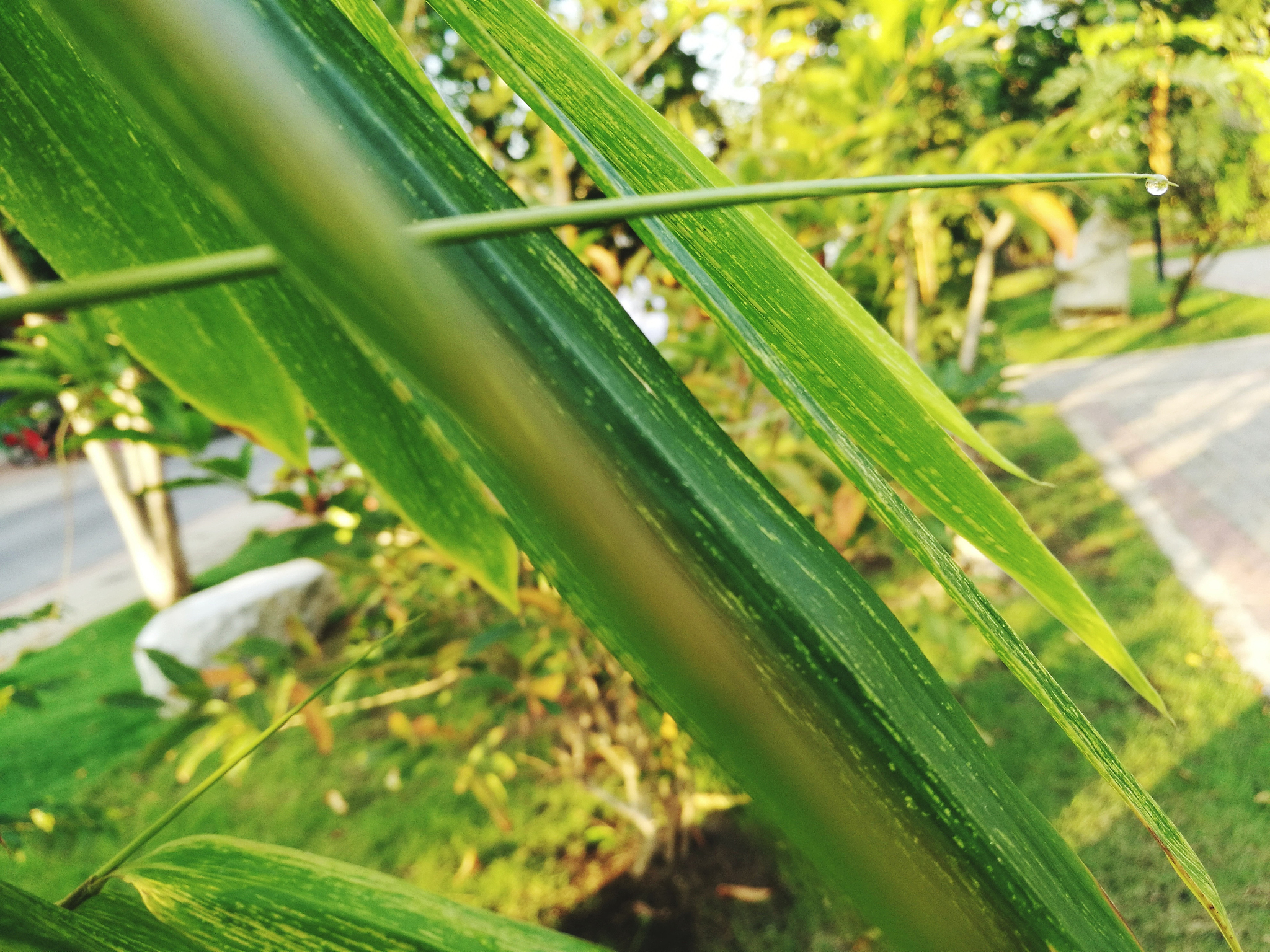 小麦虫害发生特点及防治策略研究综述