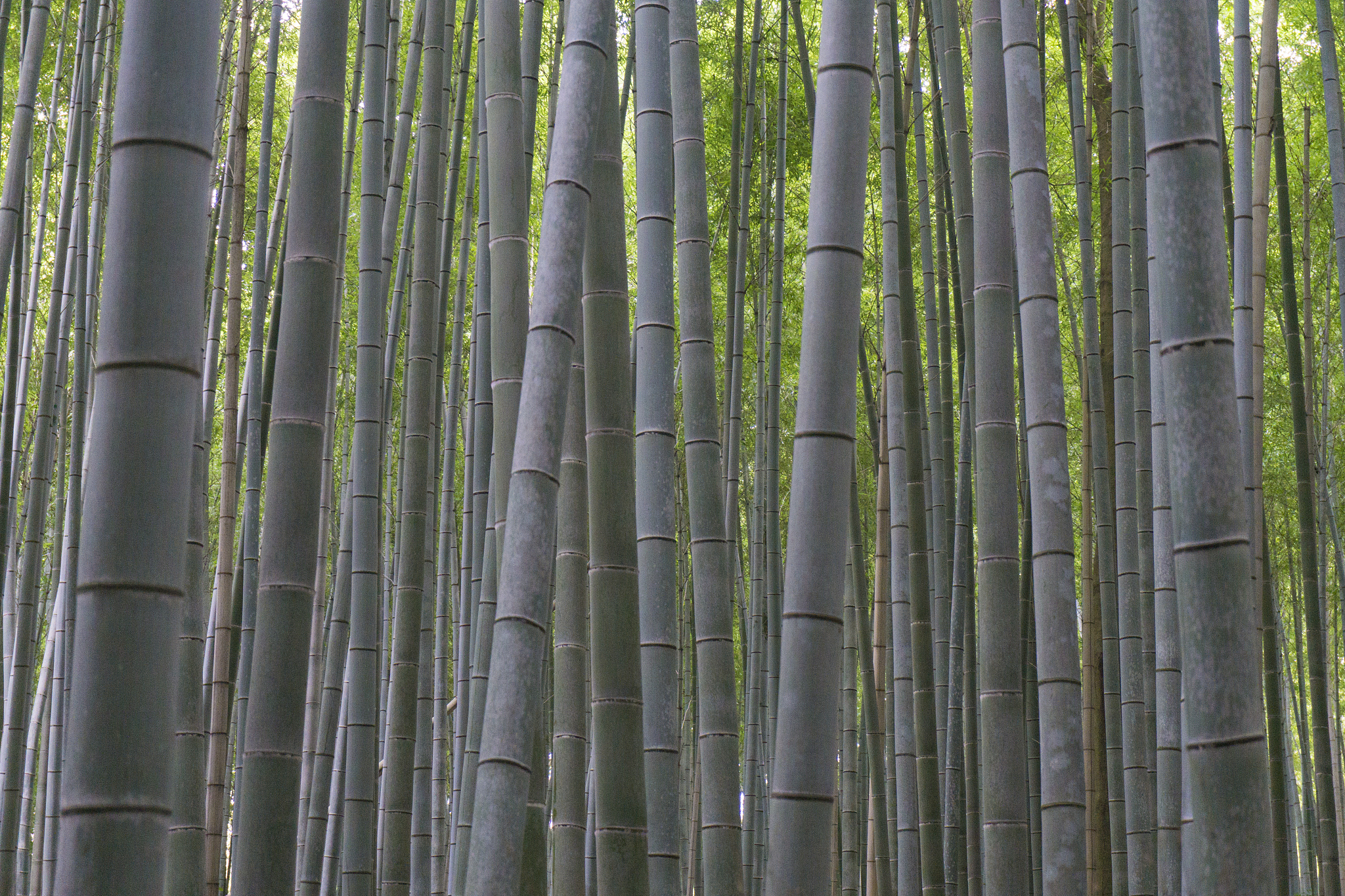 bamboo forest