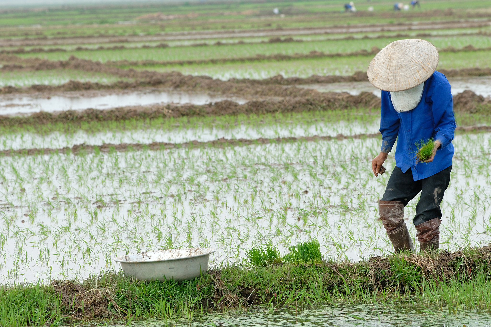 什么叫农业生产布局