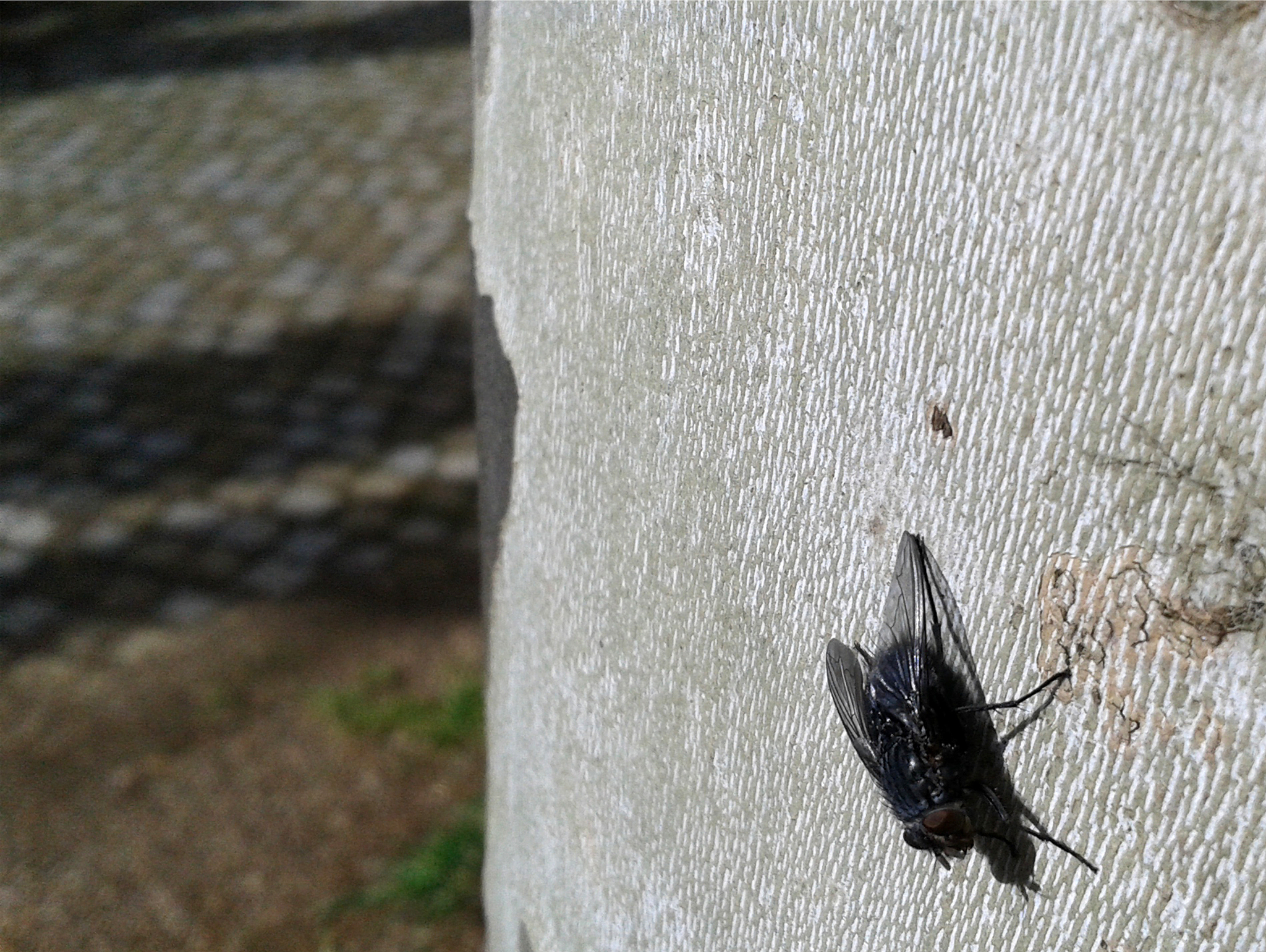 房间里的小飞虫从哪里来？ - 来源分析与防治