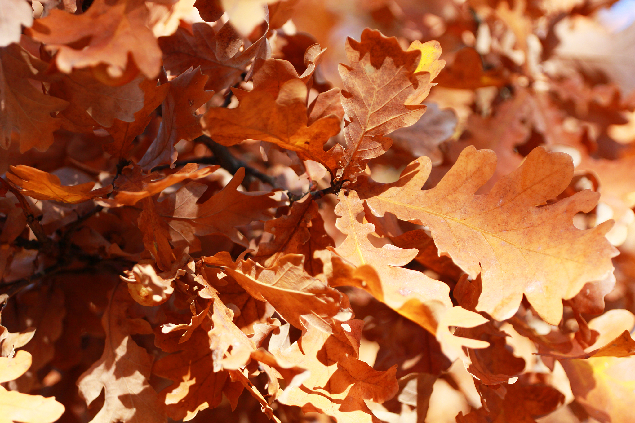 口腔医学大专招生2023已更新今日动态