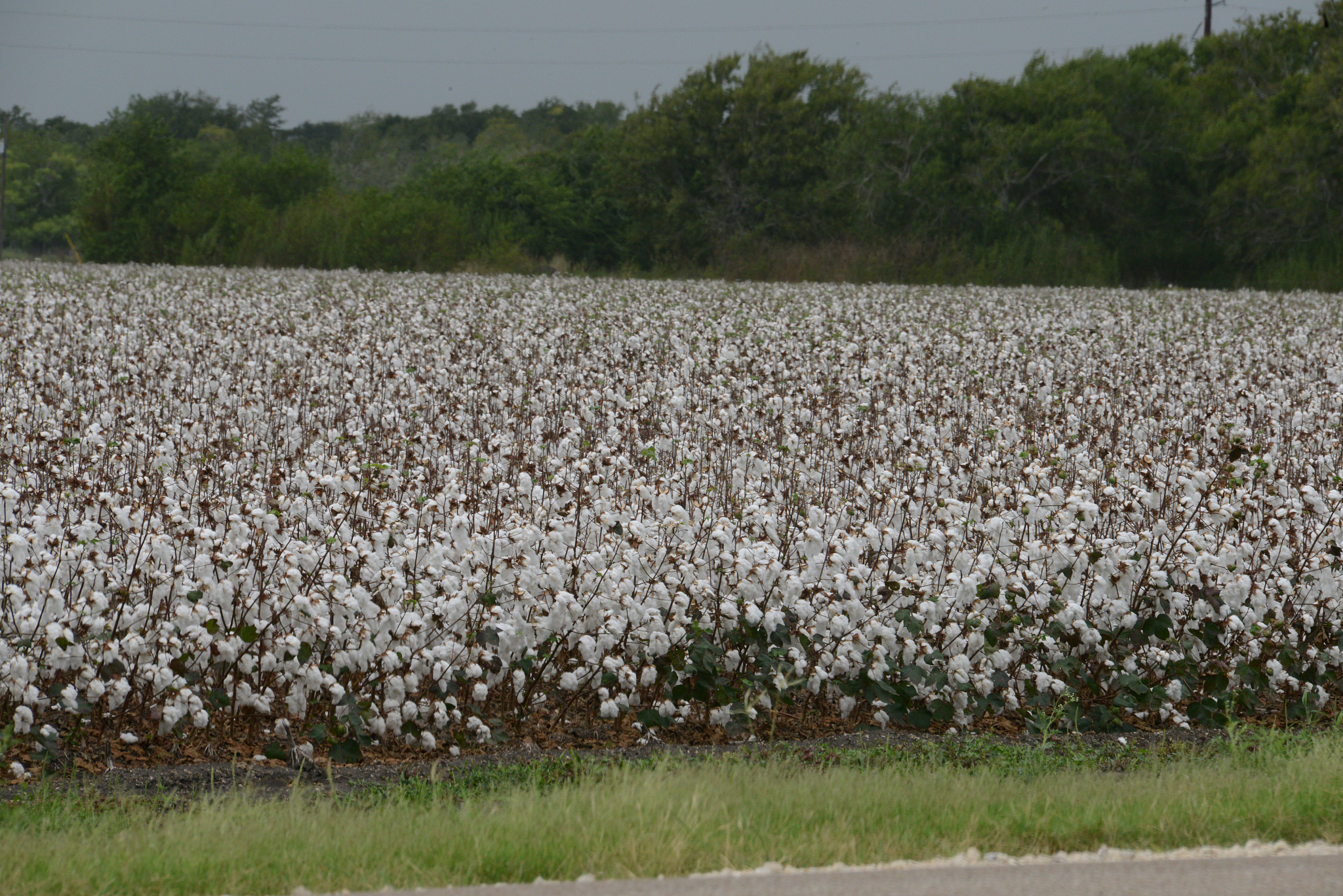 棉花：洁白纤维背后的多彩历史