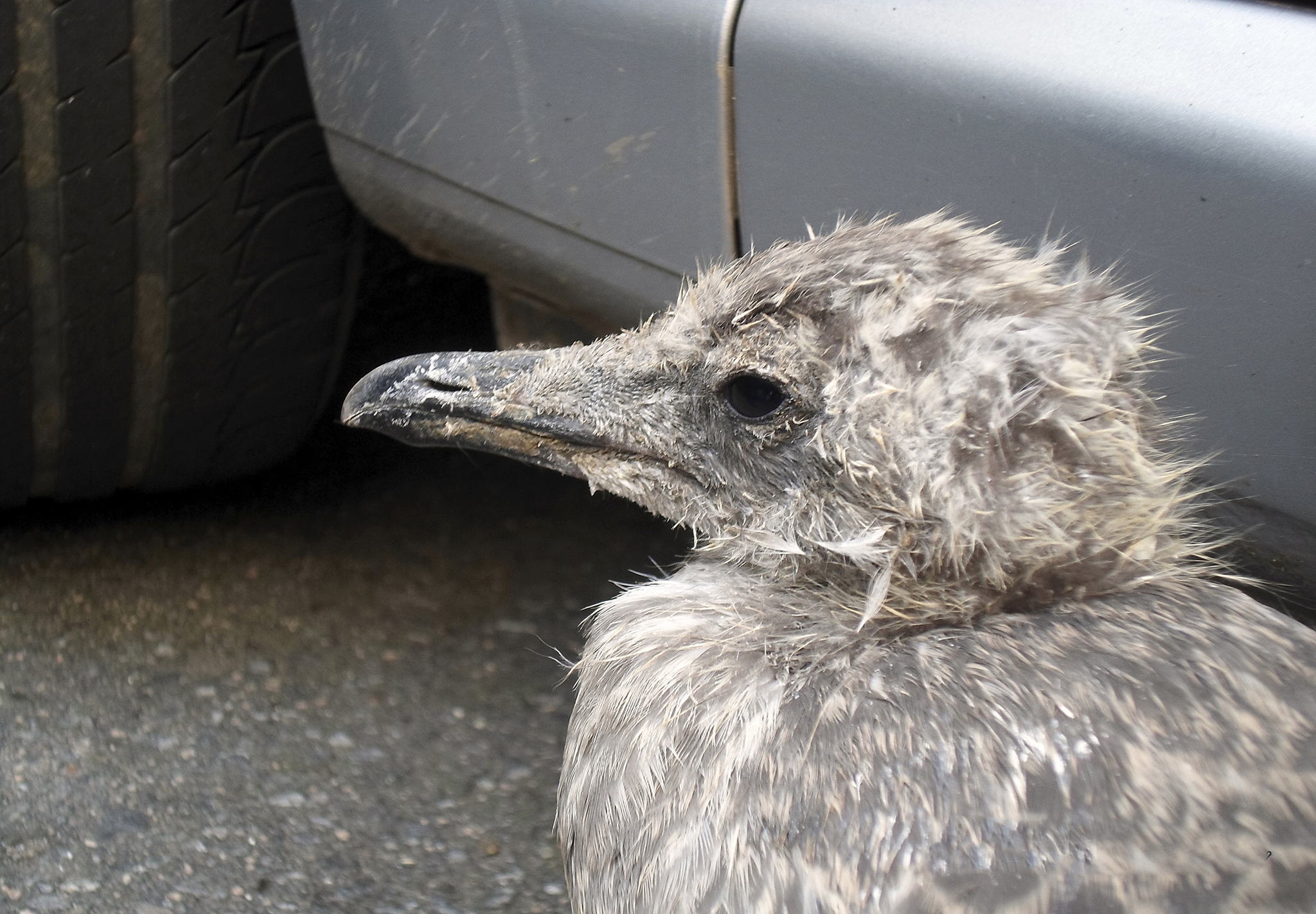 幽默故事：小鸟和海鸥的奇葩友谊