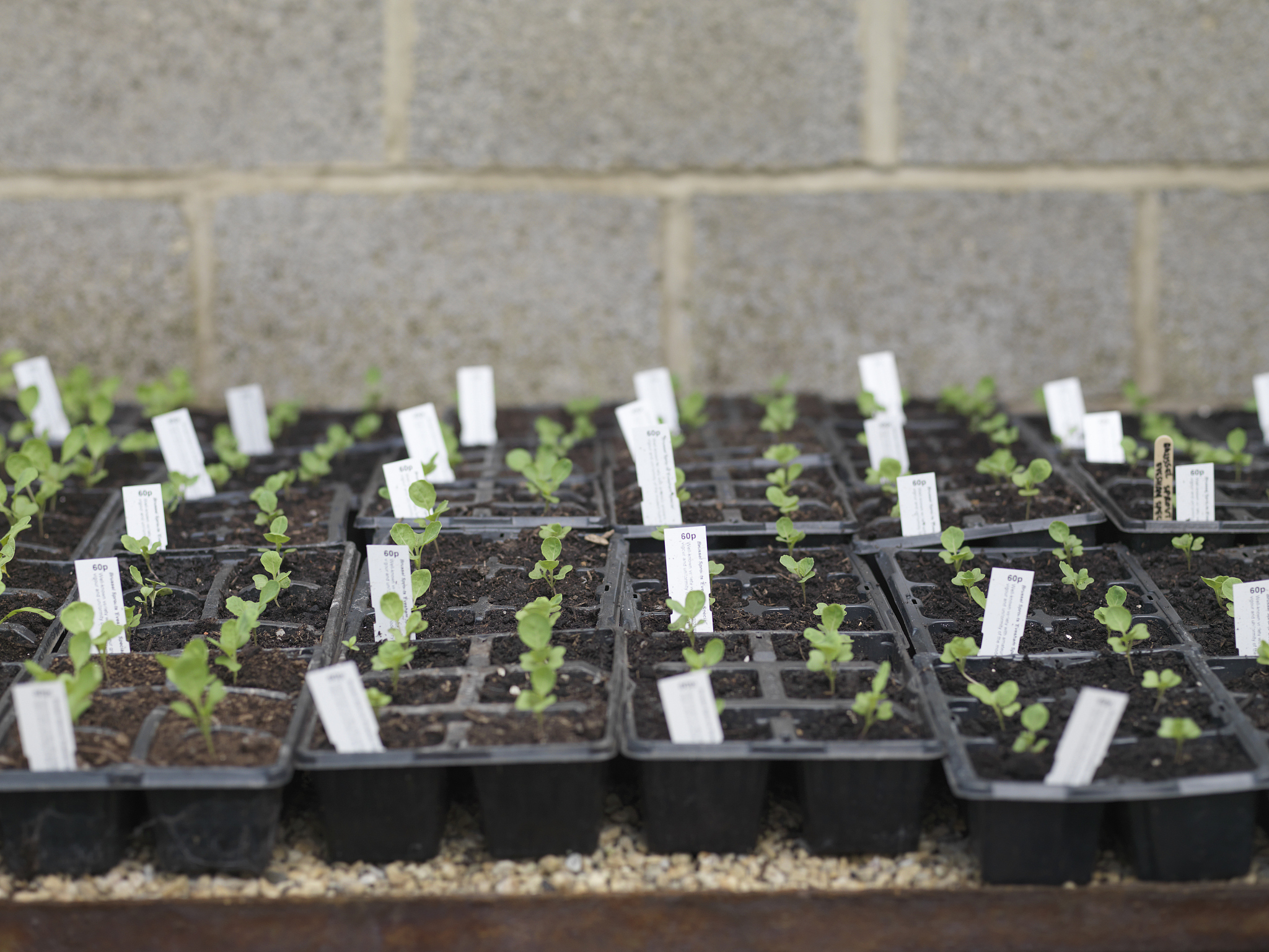 穴盘苗翻译成英语