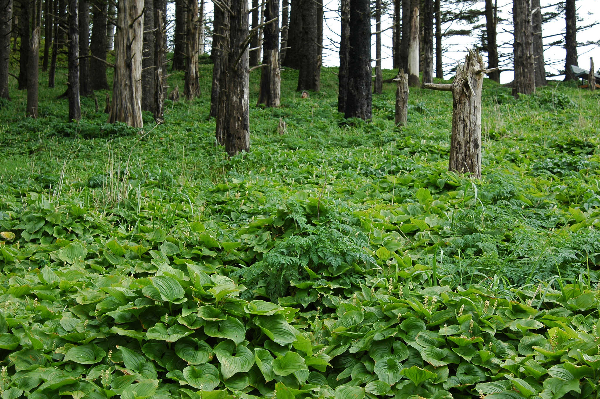 oregon green