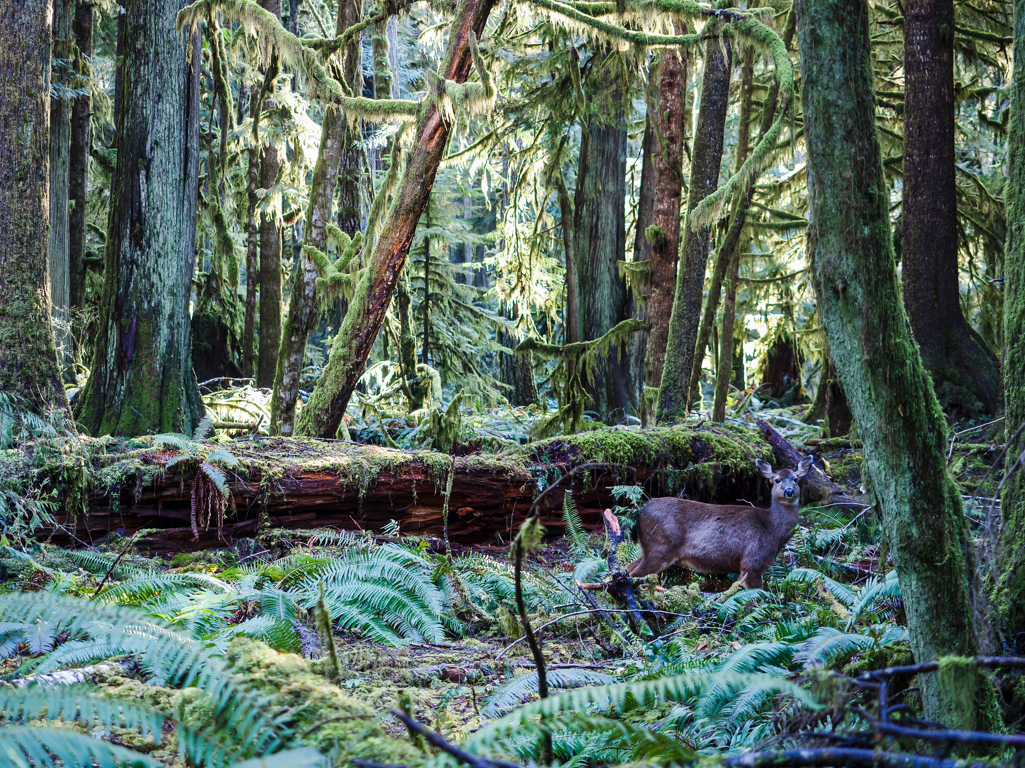 chatgptHello! How may I assist you today林窗是什么？我不确定您所指的林窗是什么因为这个词汇可能有多种含义。请提供更多上下文或信息以便我更好地回答您的问题。森林中的林窗