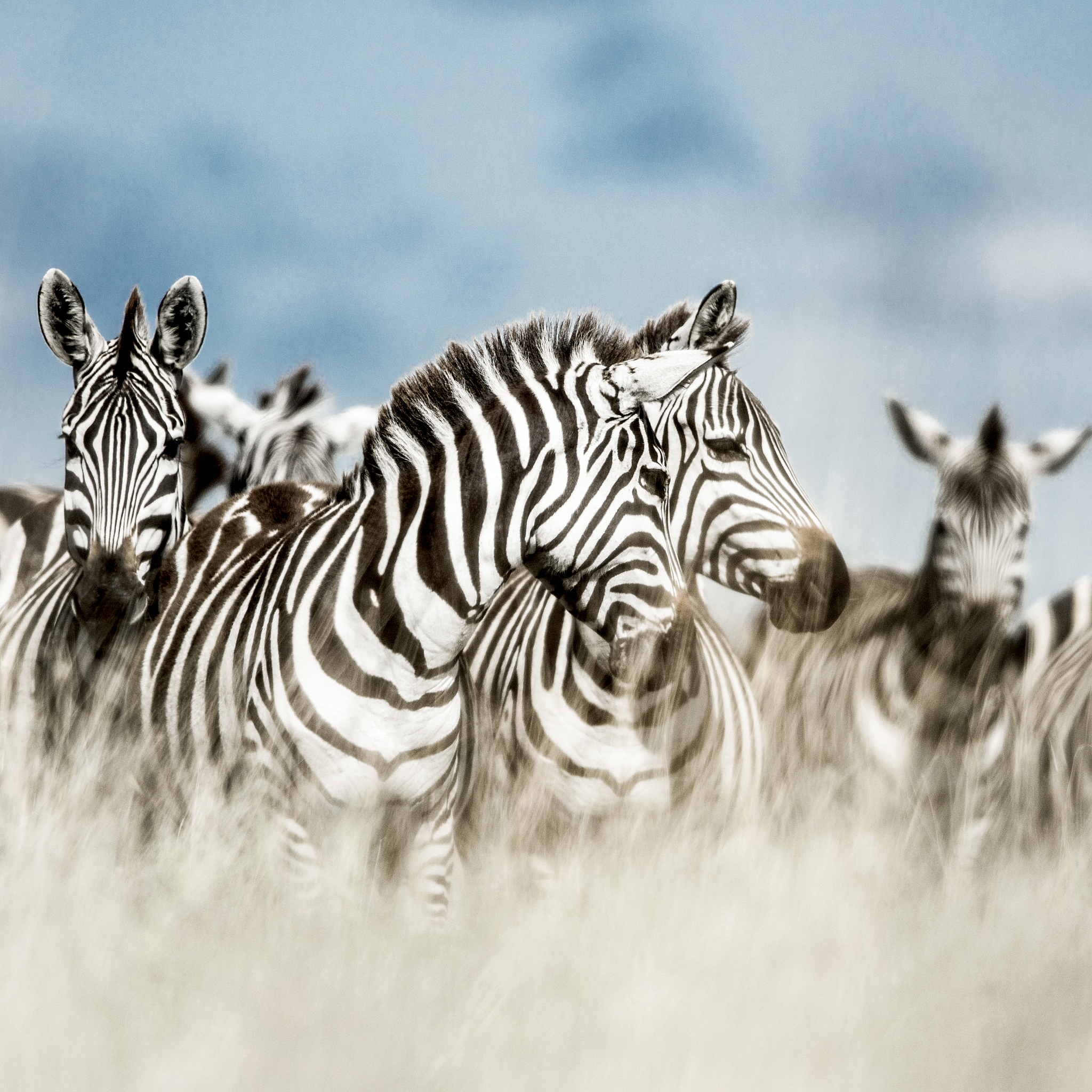 herd of zebra in the wild savannah, serengeti, africa