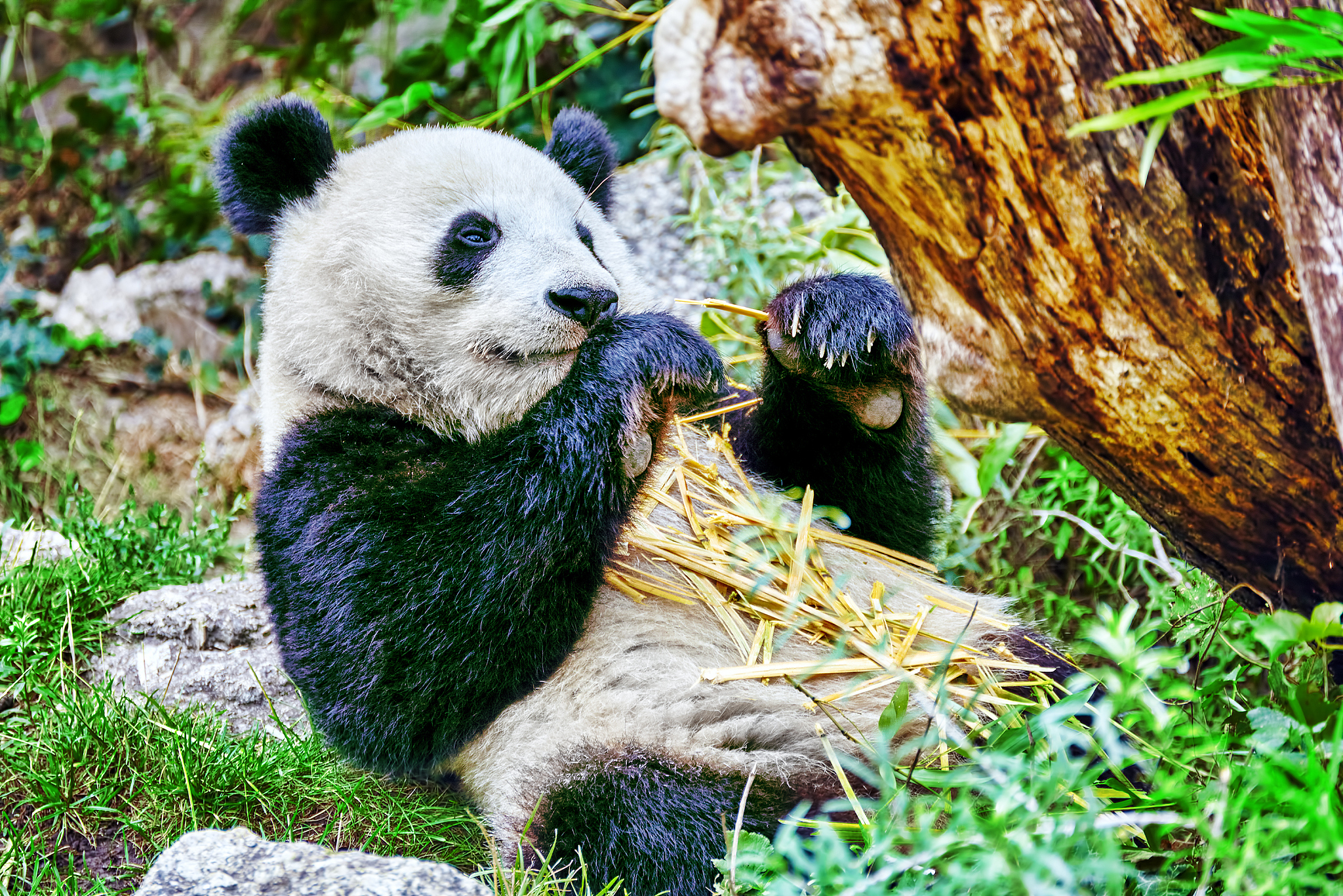 用a panda续写一篇长度为十二句的中国小学3年级的英语短文