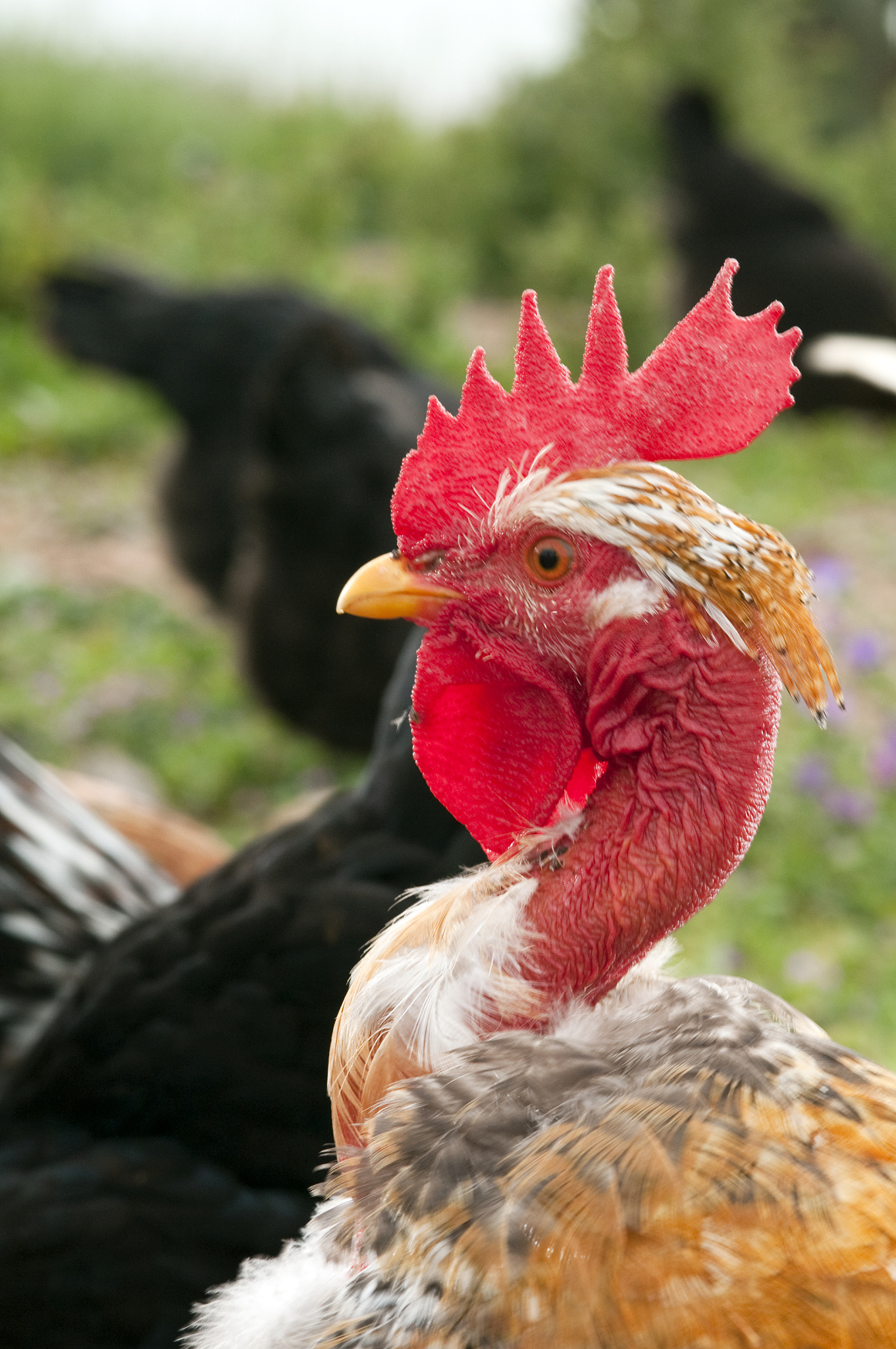african chicken