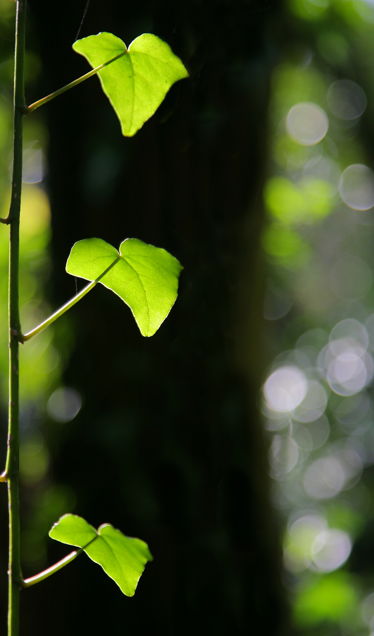 photosynthesis