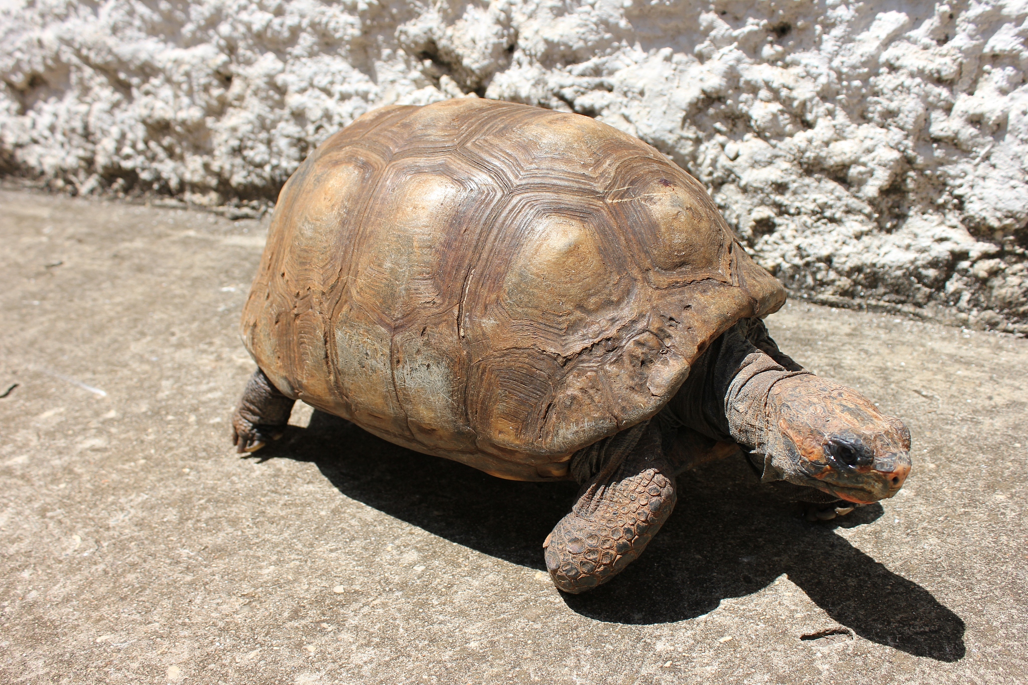 old turtle