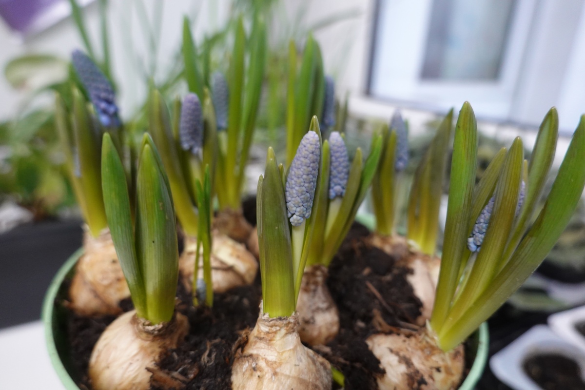 朱顶红种植深度：浅埋还是深埋？