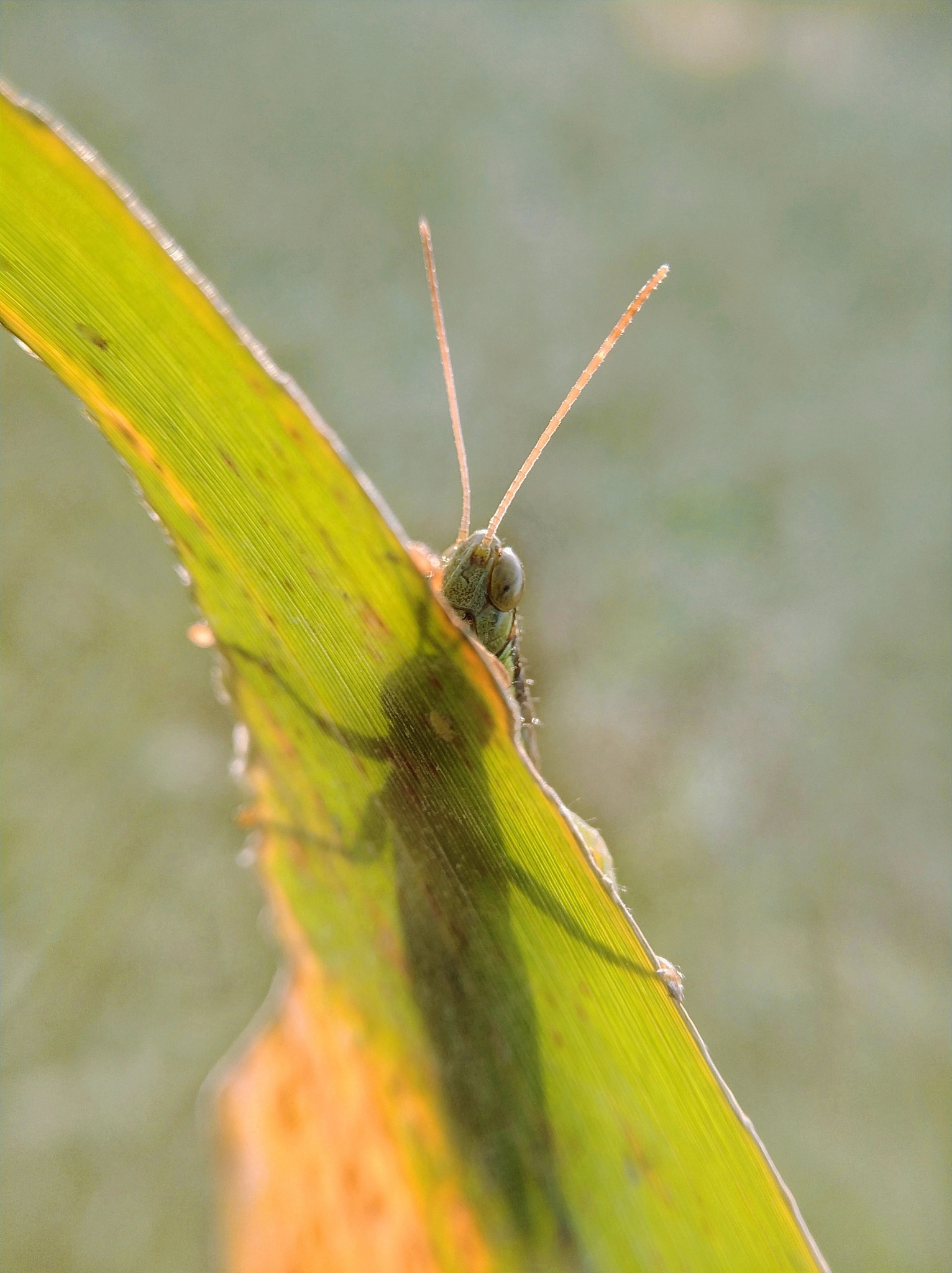 1记录水稻昆虫种类和数量种类				数量				2要有一定量的样本数株数种类至少要十几种至少要鉴定到目或者科最后统计分析。3进行群落多样性分析 群落多样性指数 H’ 均匀性指数 E 丰富度 S