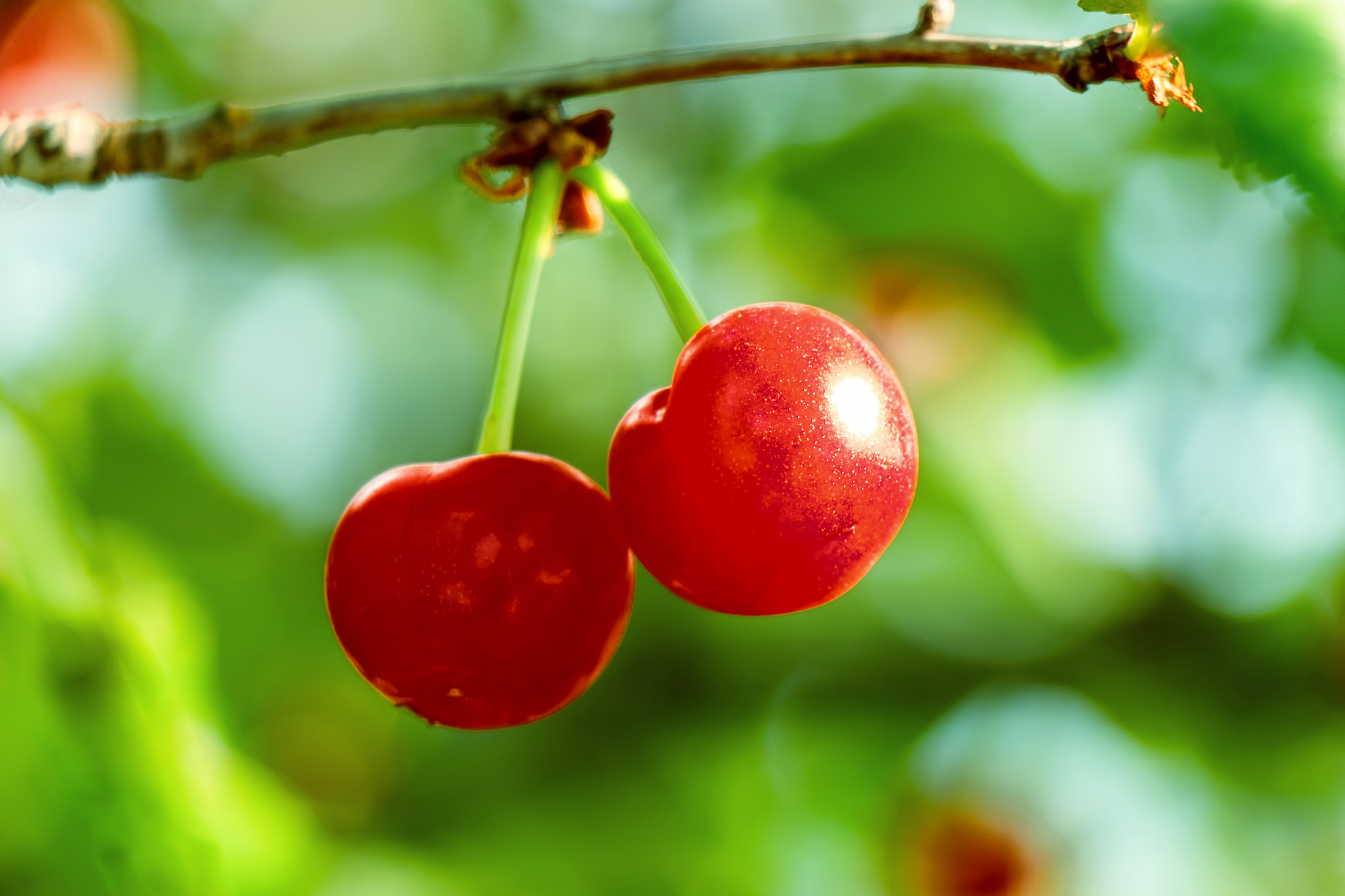 two fresh juicy ripe cherries on a branch outdoors close-up. bea