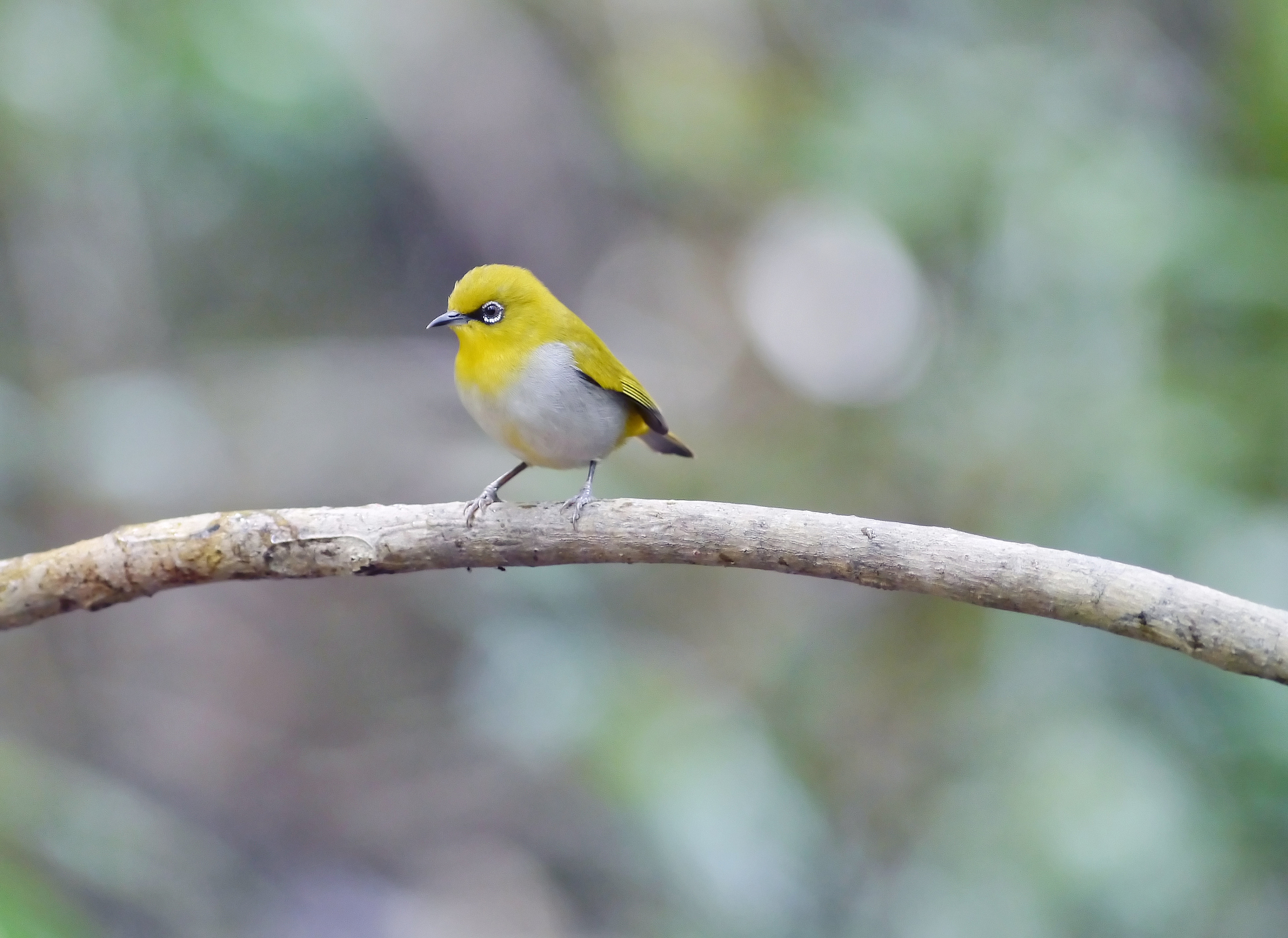 chestnut-flanked white-eye