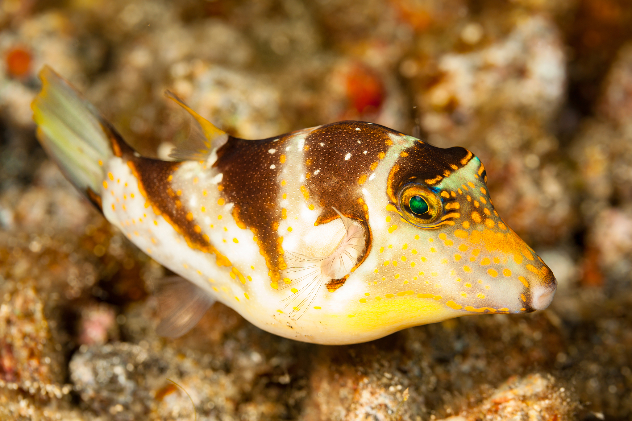 语音助手可以用CANOE发送什么信号？