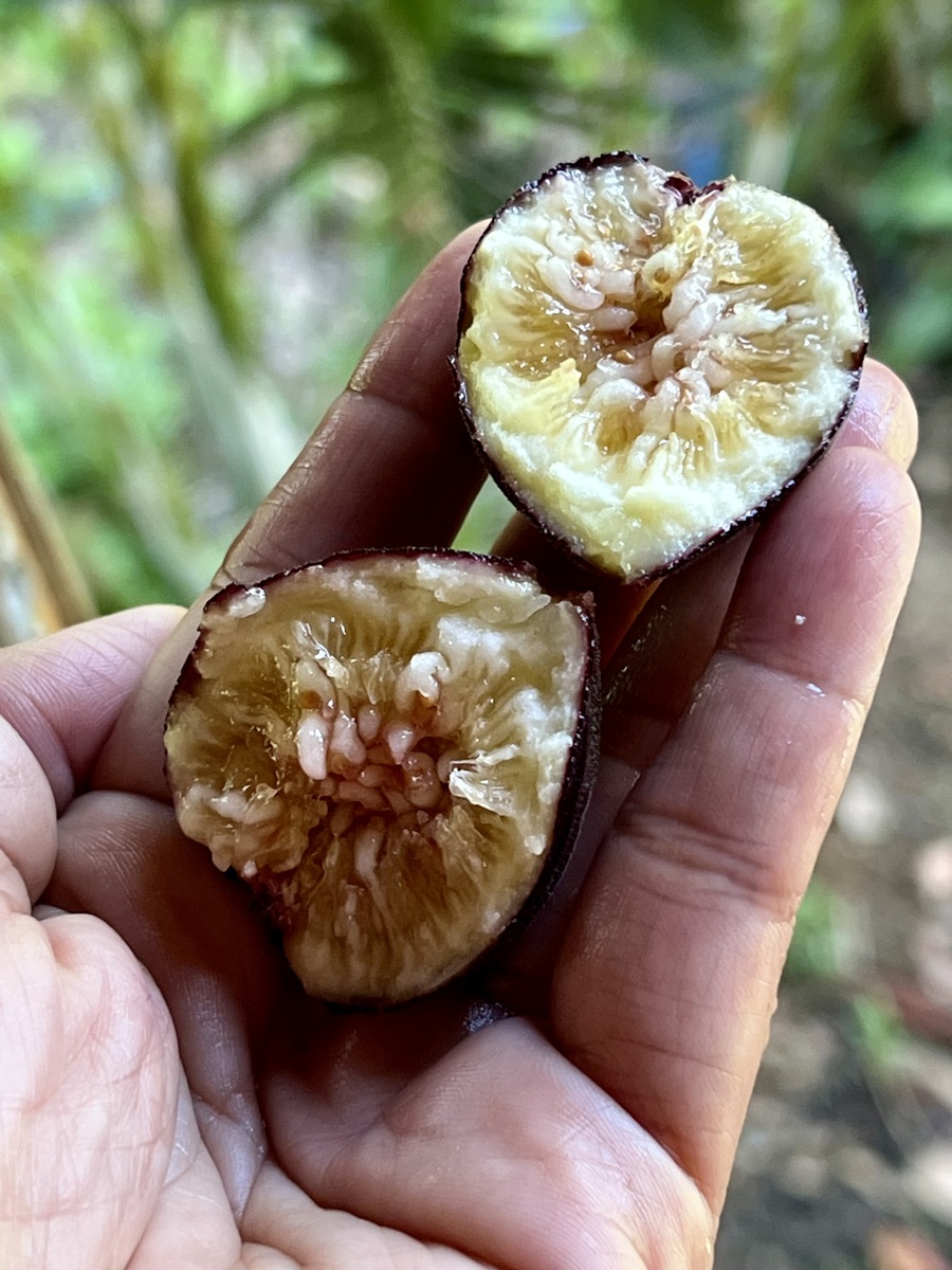 二氧化硫在无花果保鲜中的应用情况引用需要列出参考文献