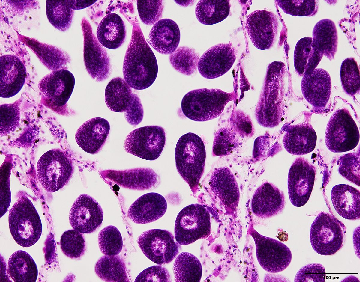 家兔阑尾Cajal间质细胞分离与培养实验方法