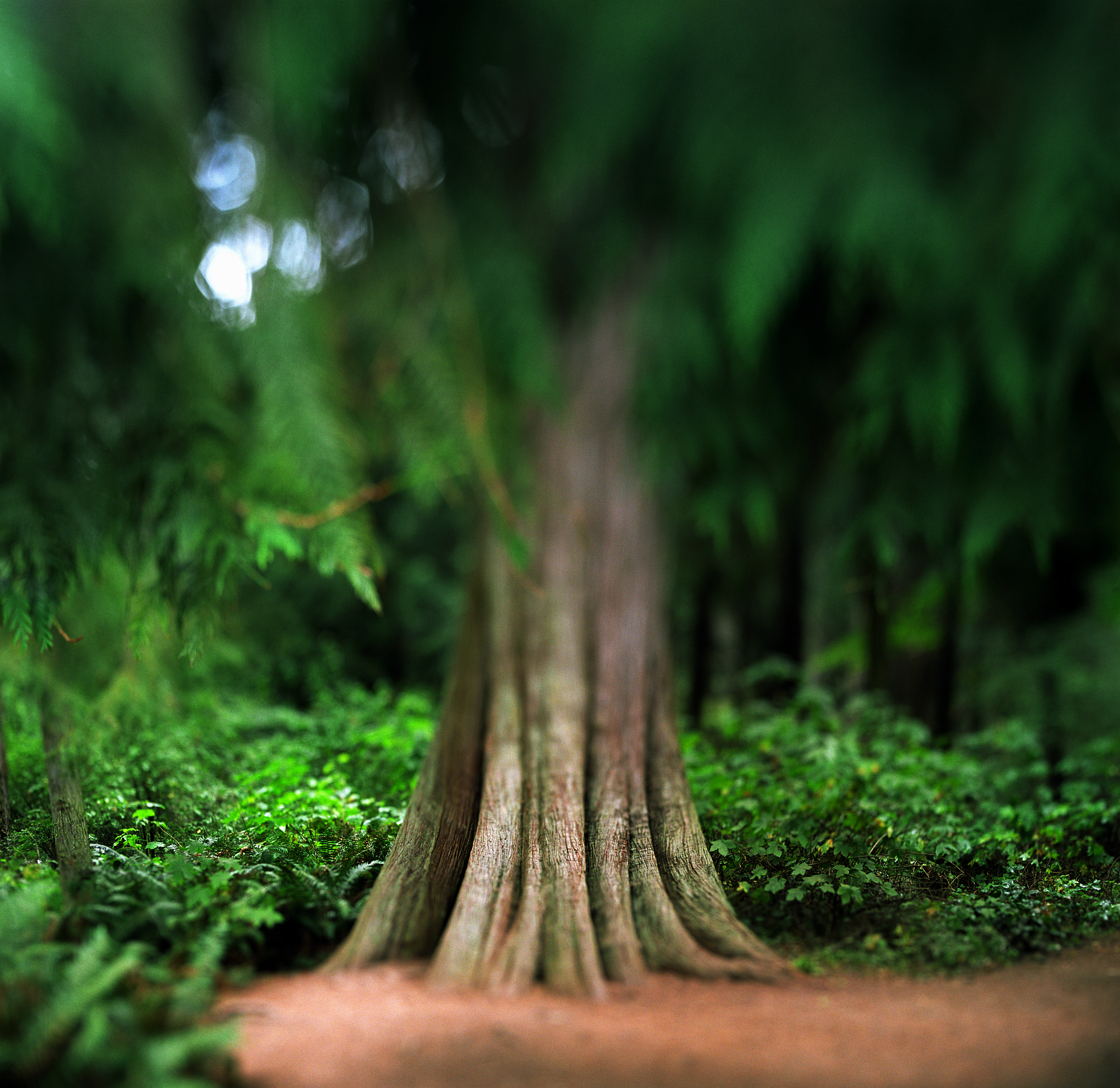 帮我写一个关于树木的小品