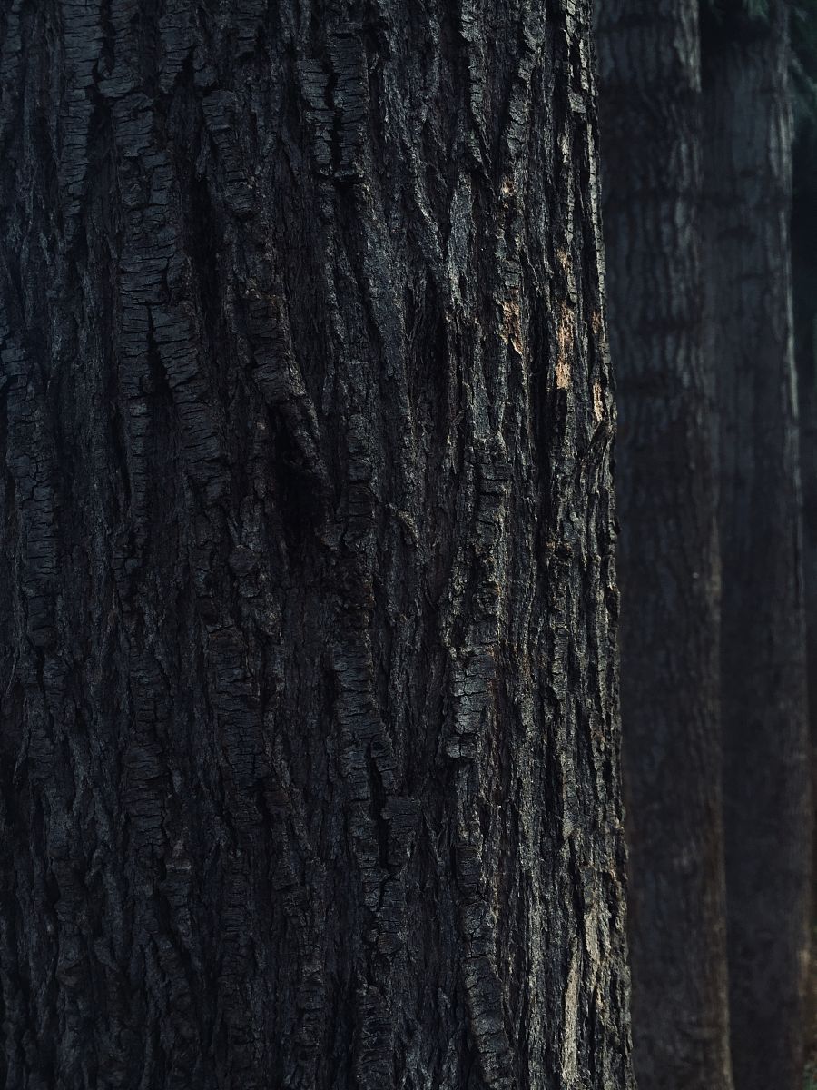 尼罗河灰：古埃及的黑色颜料 '埃及黑金' - 历史、制作和应用