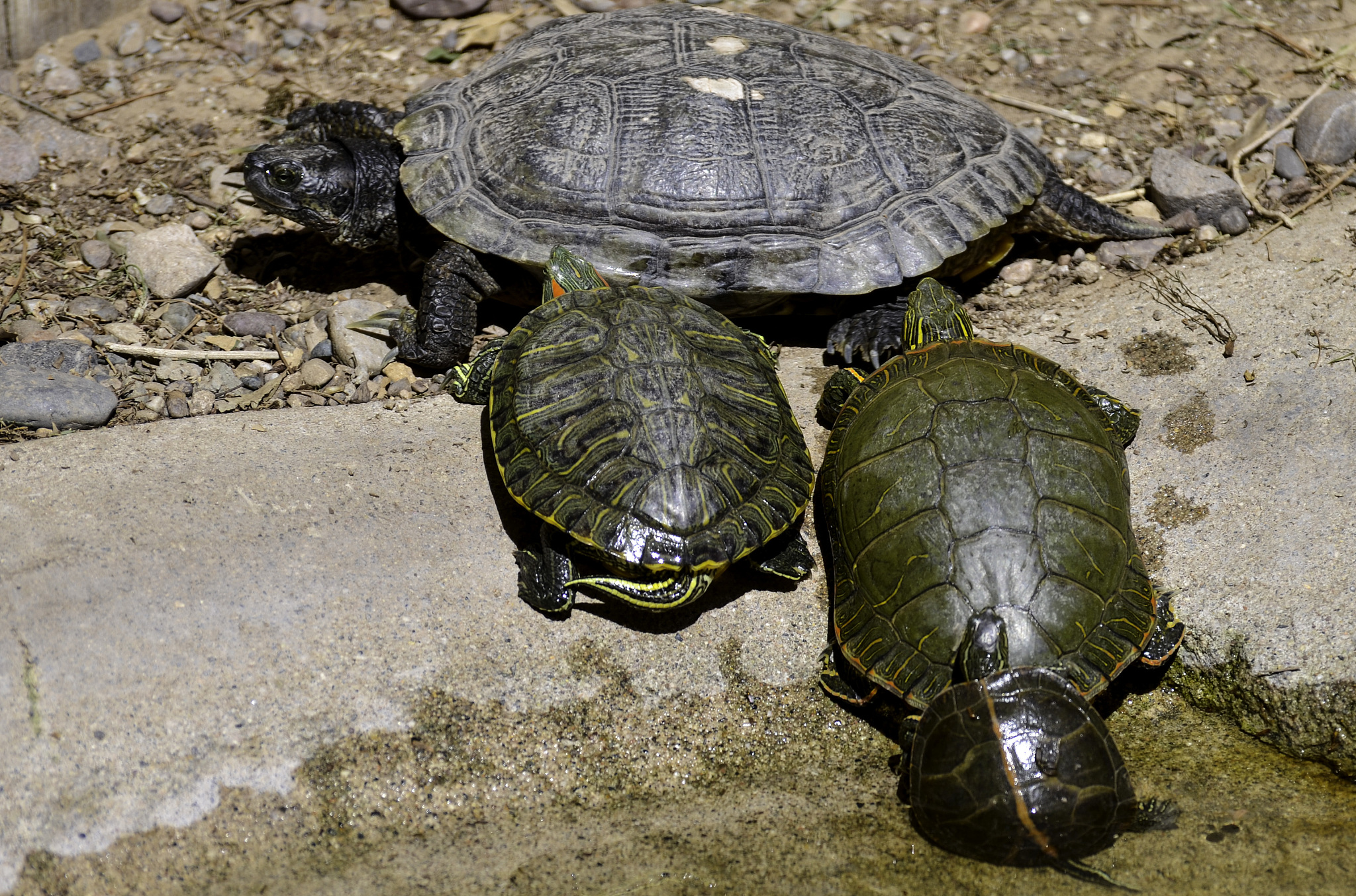 turtle family