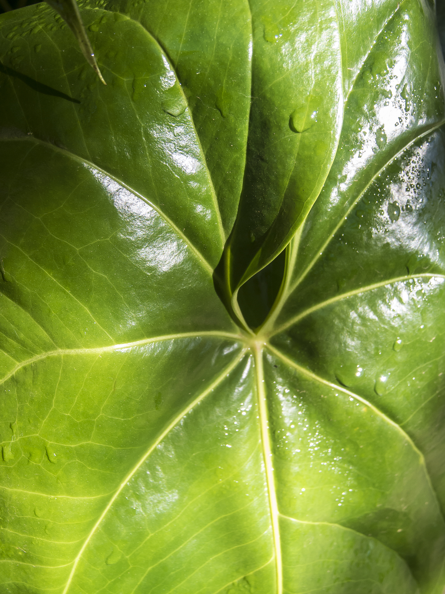 anthurium flower