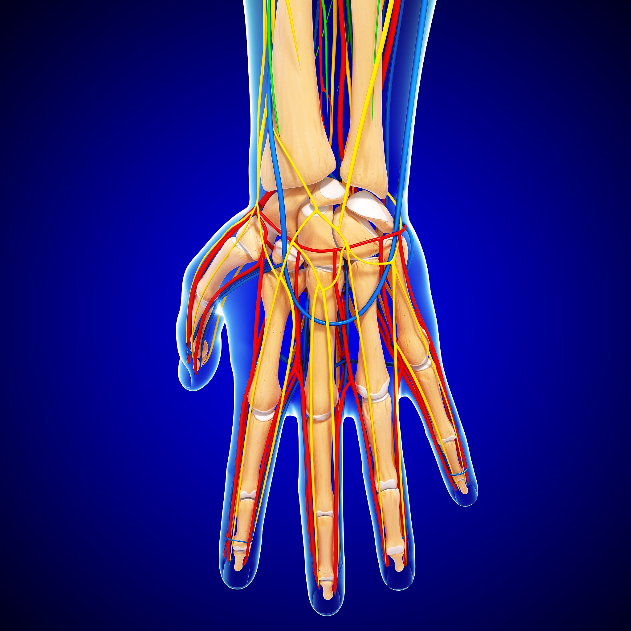 小指 MCP 关节：结构、功能和日常活动
