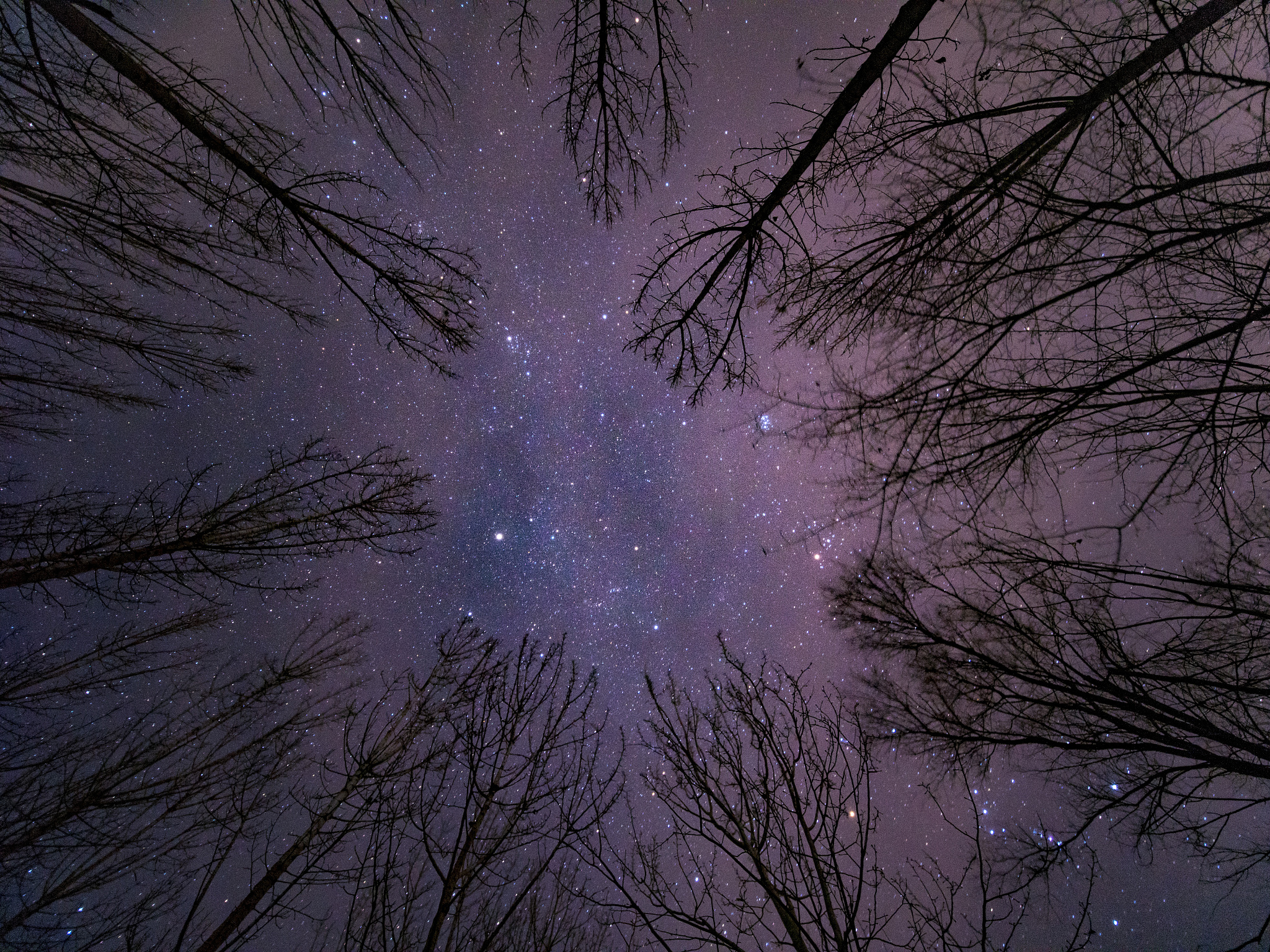 文案 有夜晚 有星空 有古树 有男孩 有棒棒糖 有一只狗
