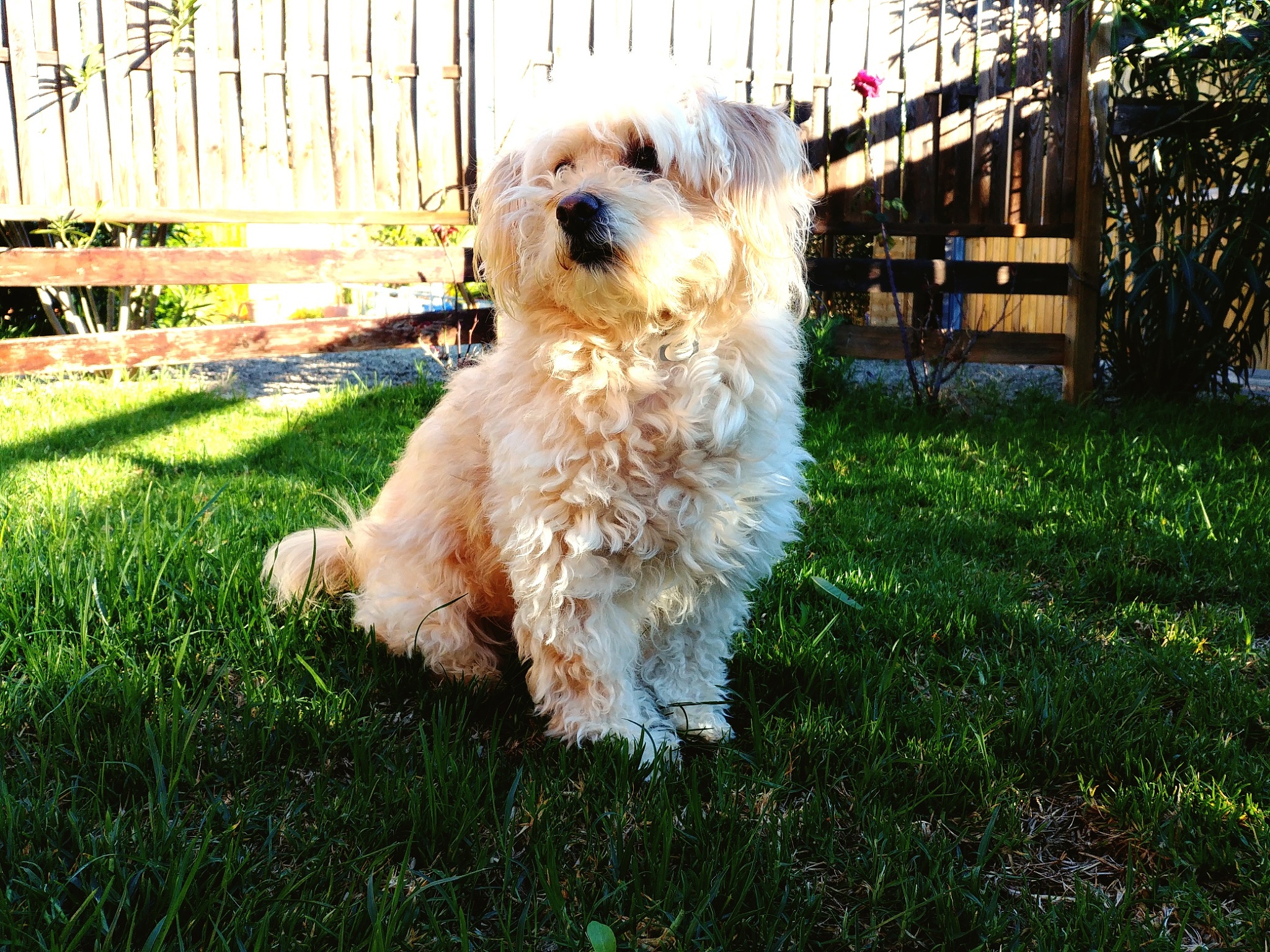 幽默笑话：为什么狗总是摇尾巴？