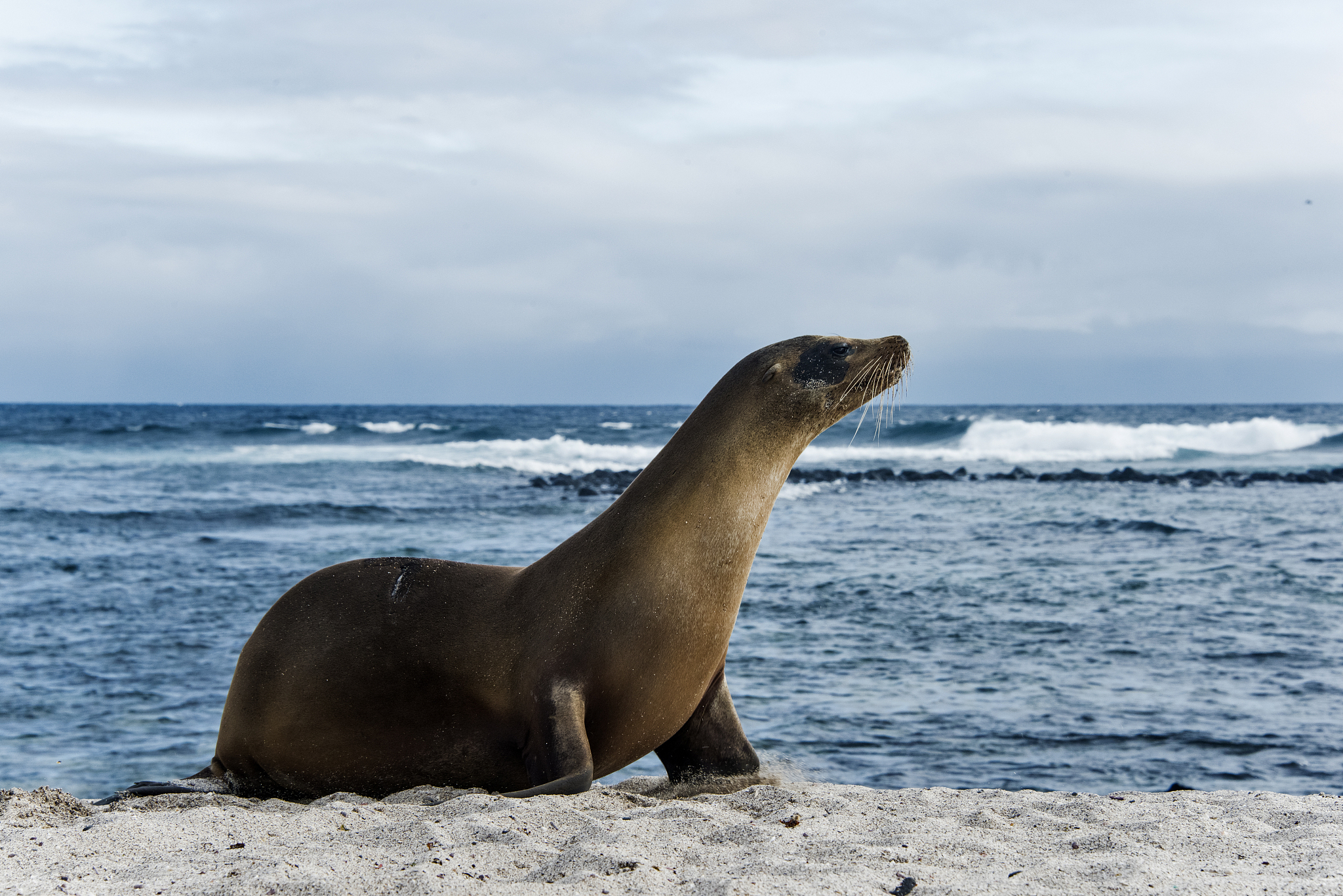 galapagos sea lion