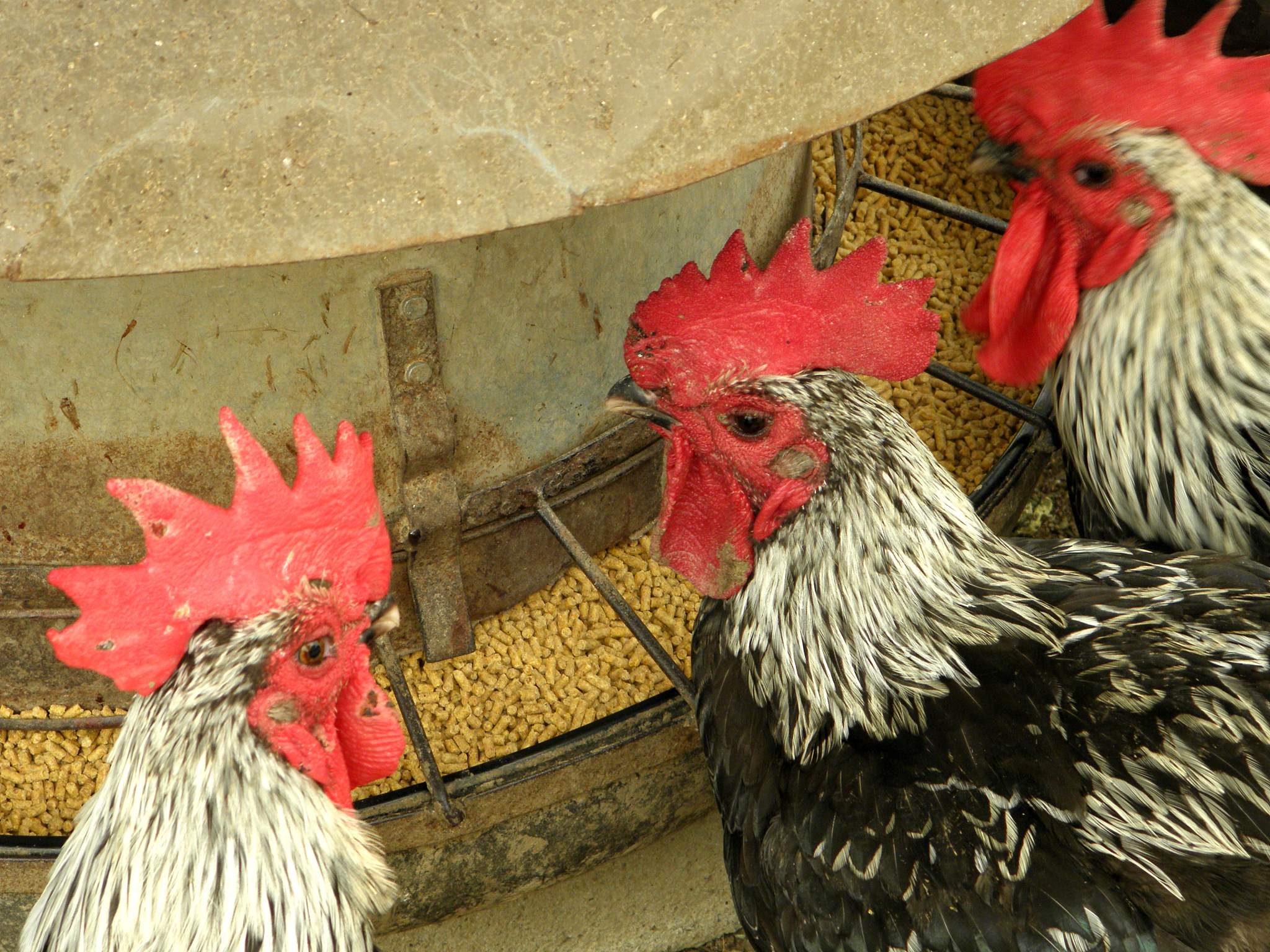 couple eating food, farm chicken in the countryside