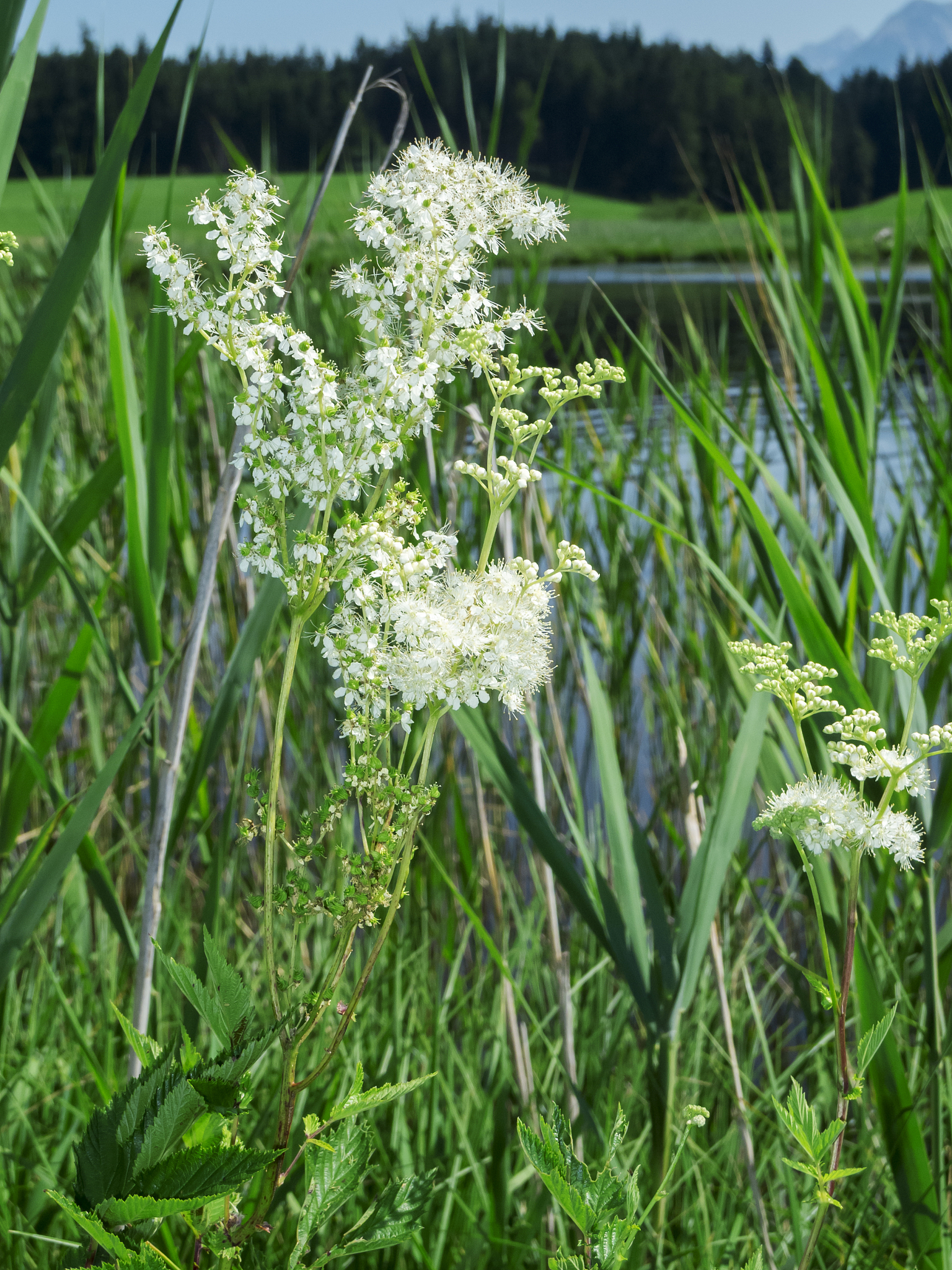 锈湖旅馆手游更新：全新章节、角色、任务及更多精彩内容！