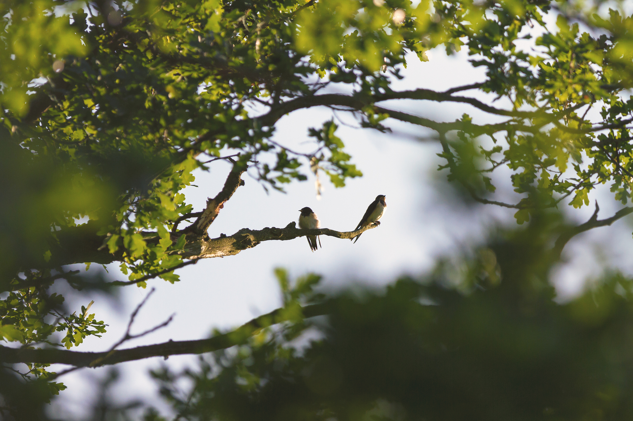 燕子第二自然段解析：生命周期、繁殖和迁徙