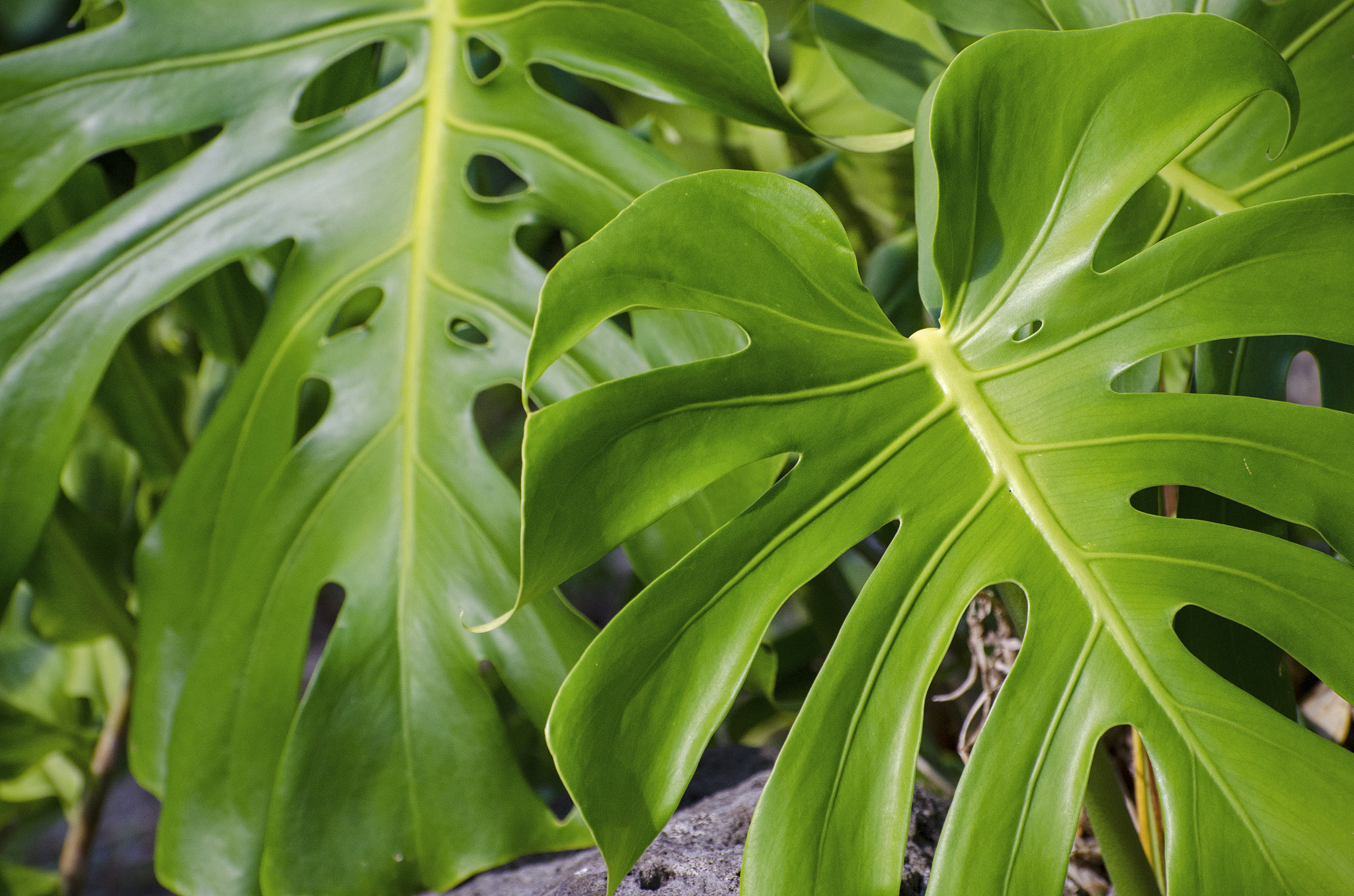 split-leaf philodendron, monstera deliciosa