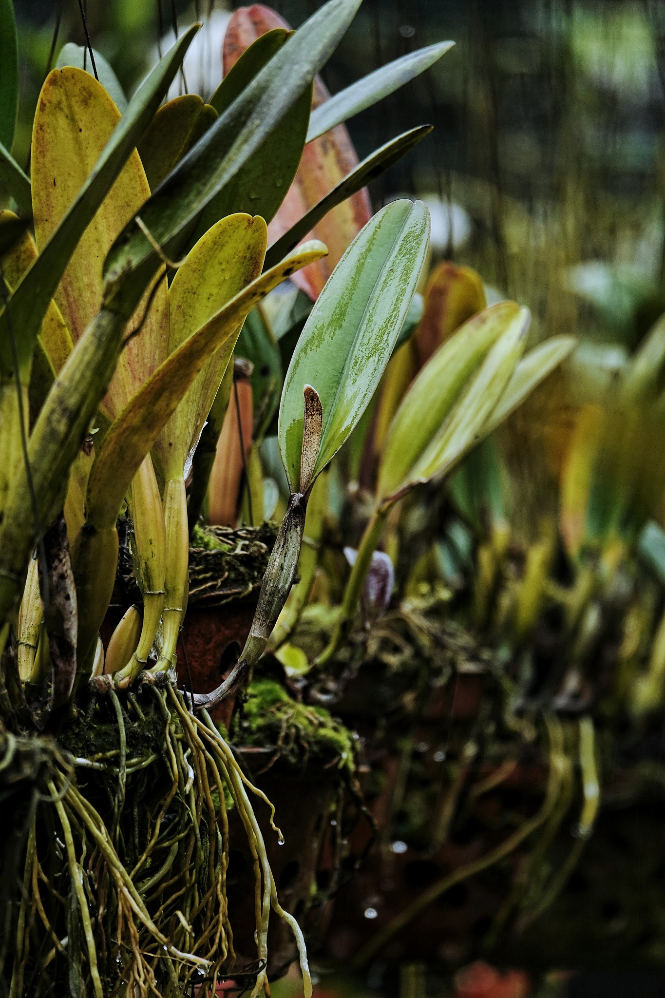 orchid flowers and leaves