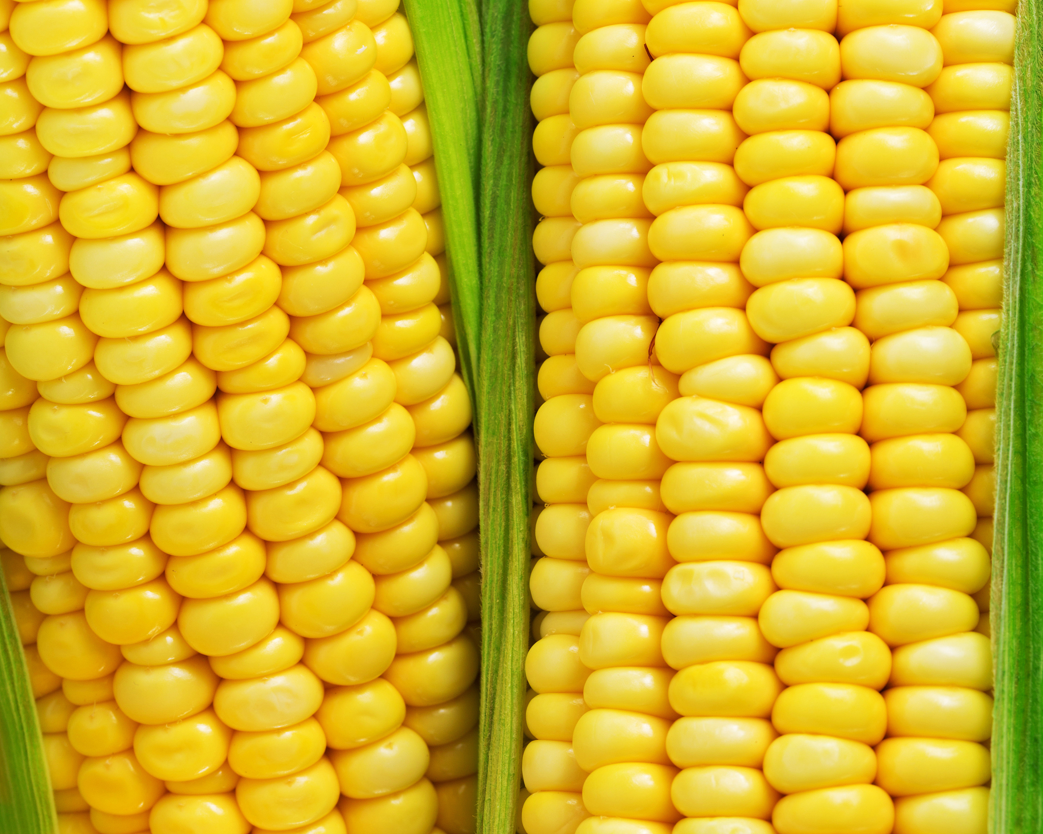 甜玉米是转基因的吗