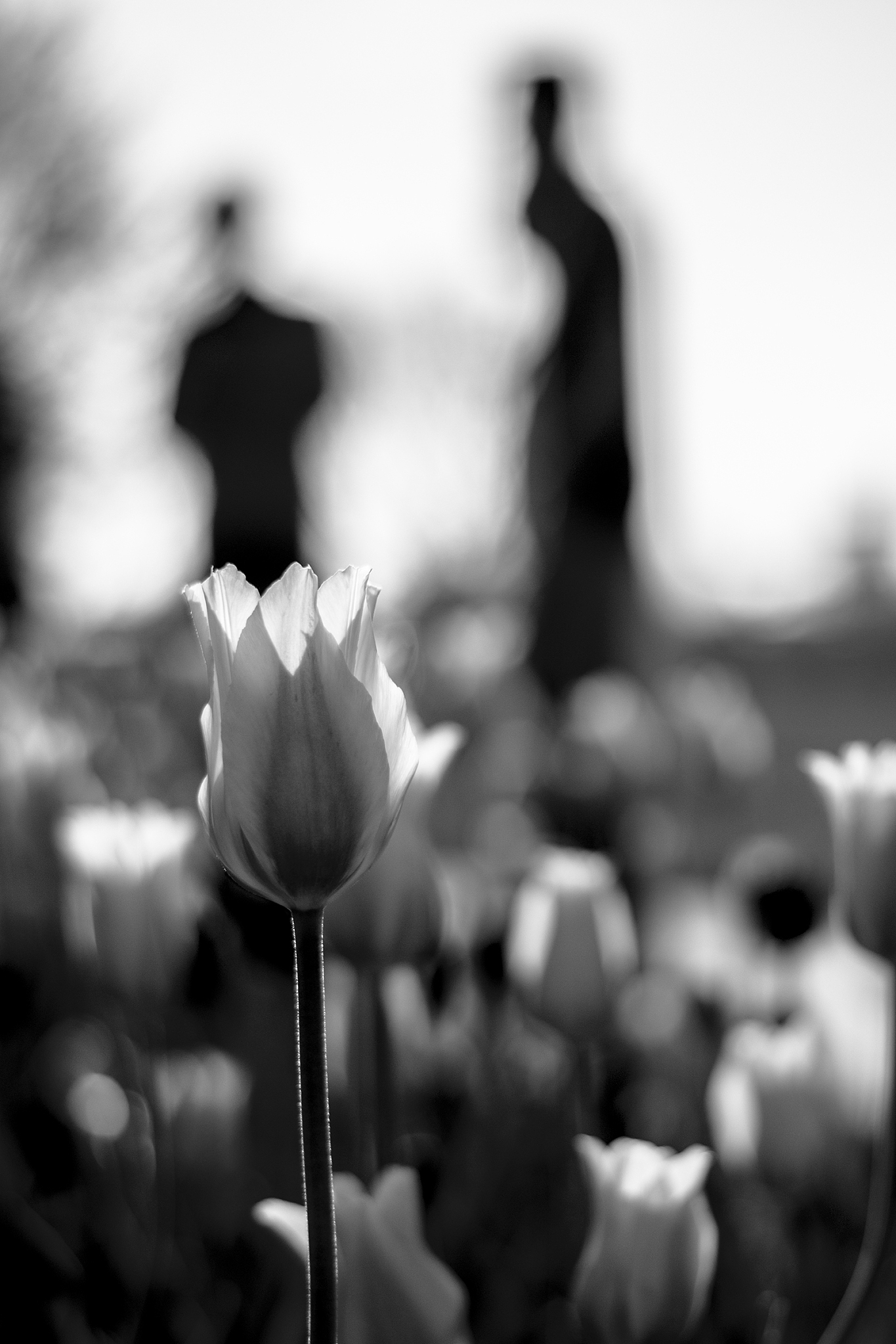 600字左右关于摄影与艺术的结合：如何用照片讲述故事标题