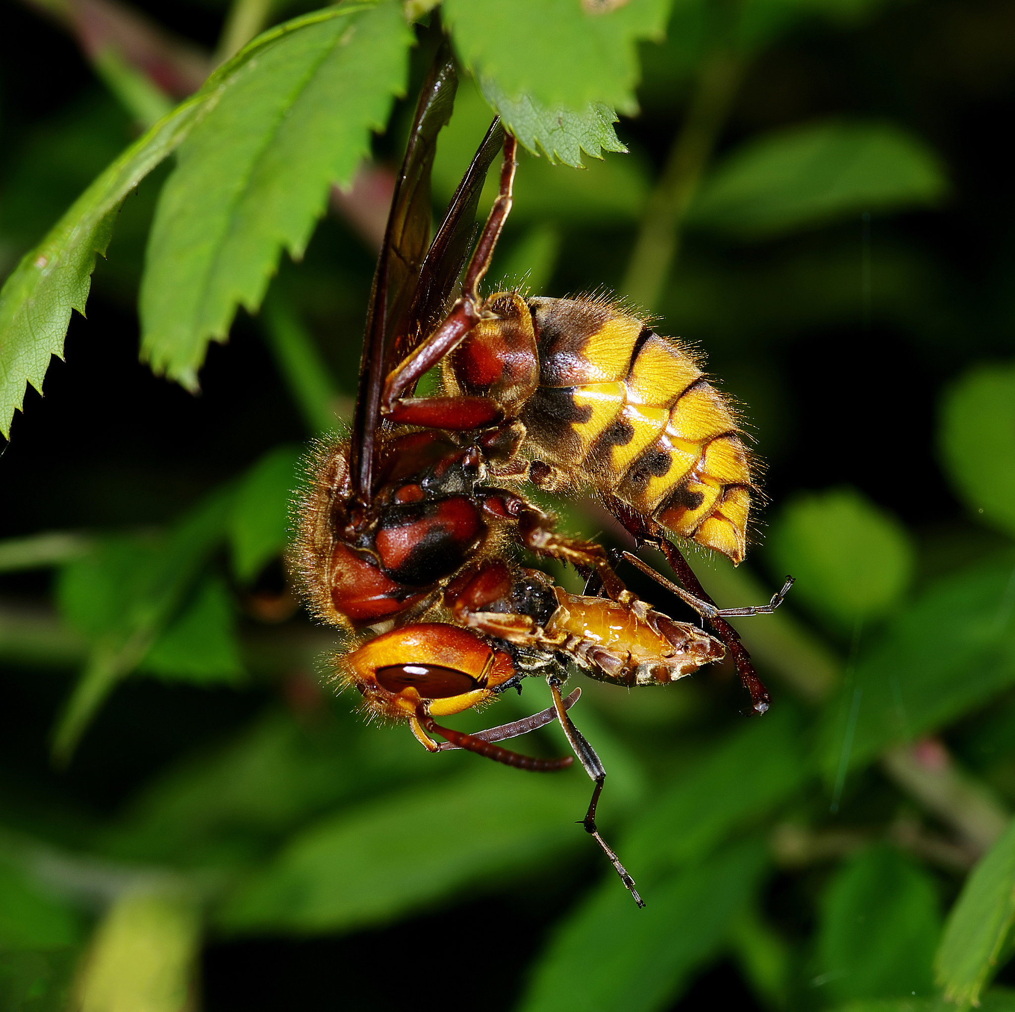 昆虫学研究：从分类到进化，揭秘昆虫世界奥秘